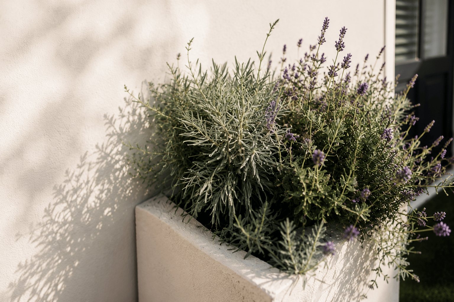 lavender.png