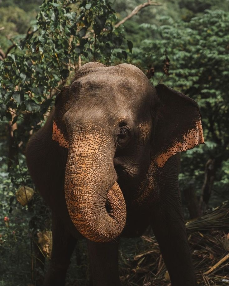 Asian Elephant.jpeg