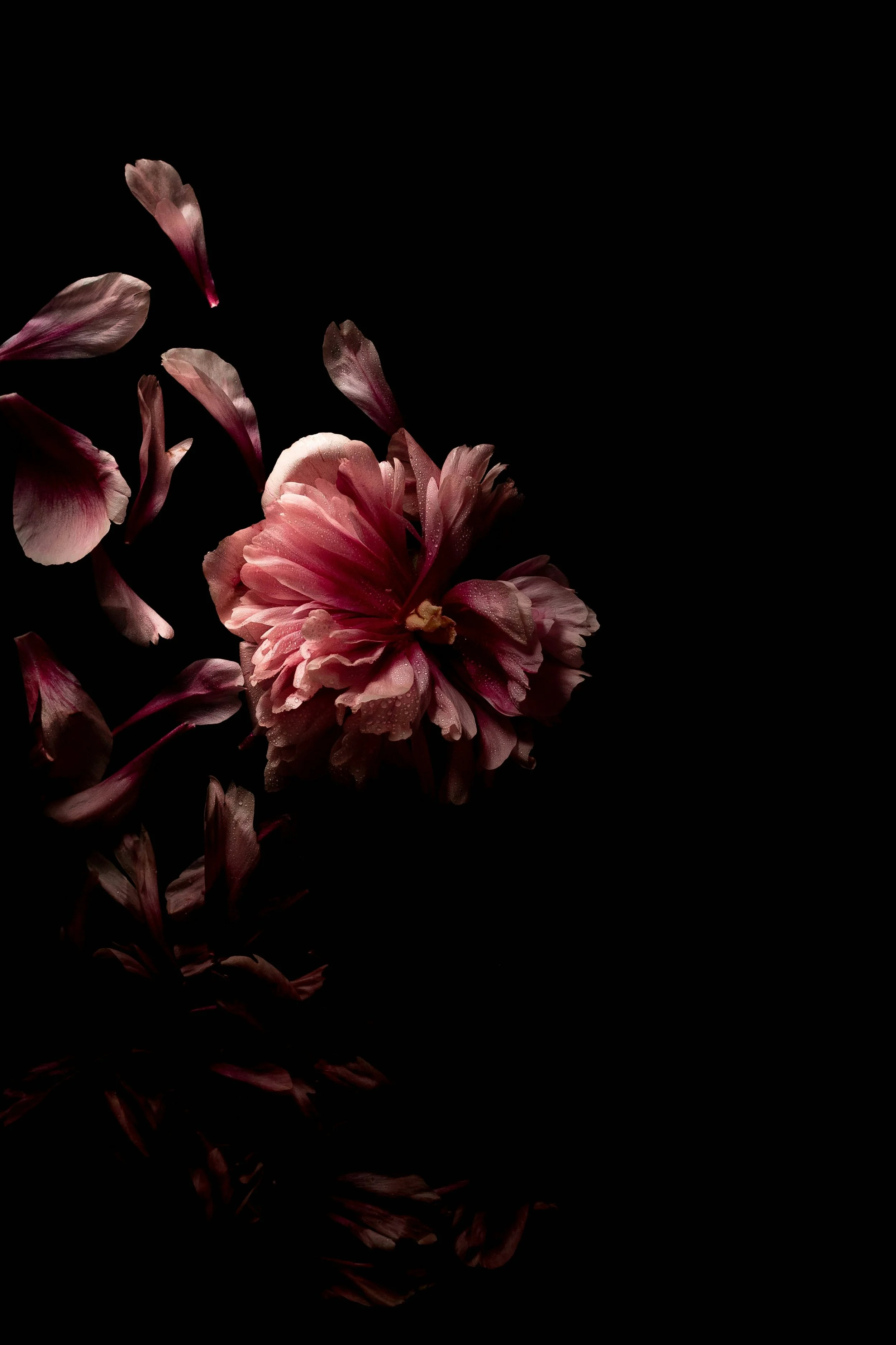Pink and white flowers, possibly peonies, on a black background with some petals and droplets of water.