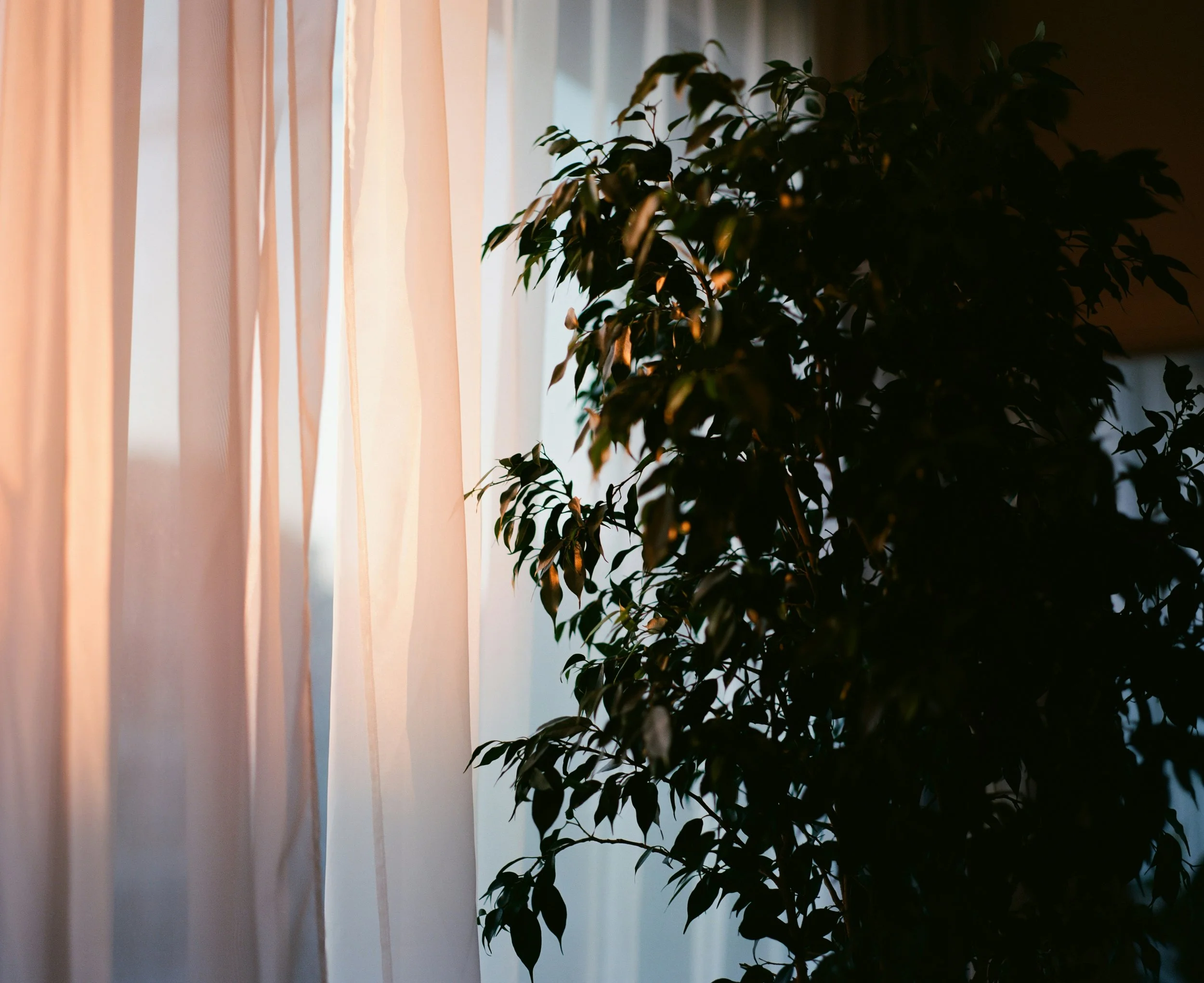 A window with sheer beige curtains next to a large green leafy plant in a dimly lit room.