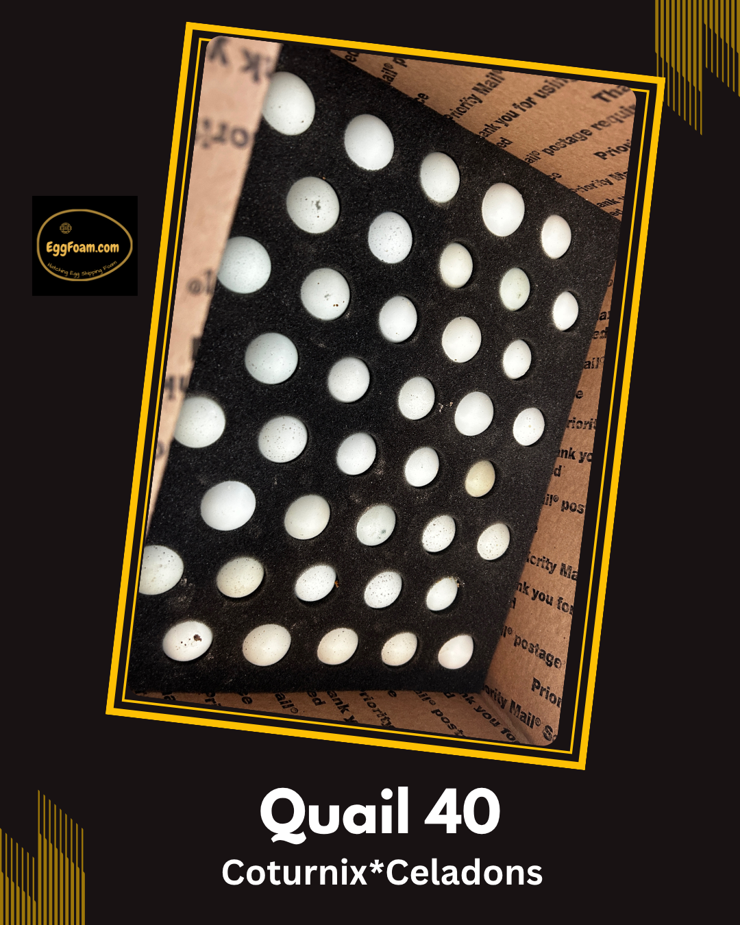 EggFoam™ 40 Hole Coturnix Quail Egg Shipper Set With Pads