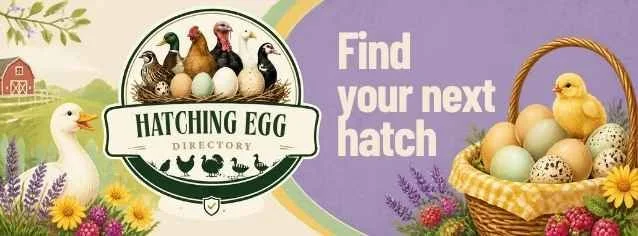 Find your next hatch with Hatching Egg Directory.