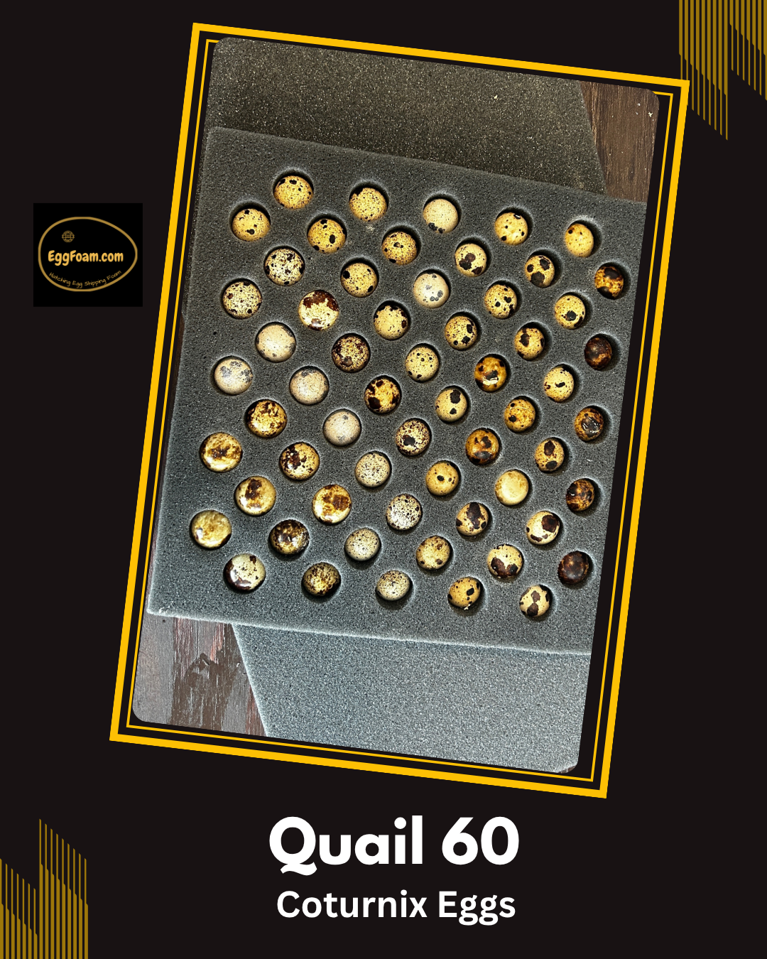 EggFoam™ 60 Hole Coturnix Quail Egg Shipper Set With Pads