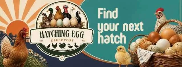 Find your next hatch with Hatching Egg Directory.