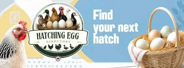 Find your next hatch with Hatching Egg Directory.