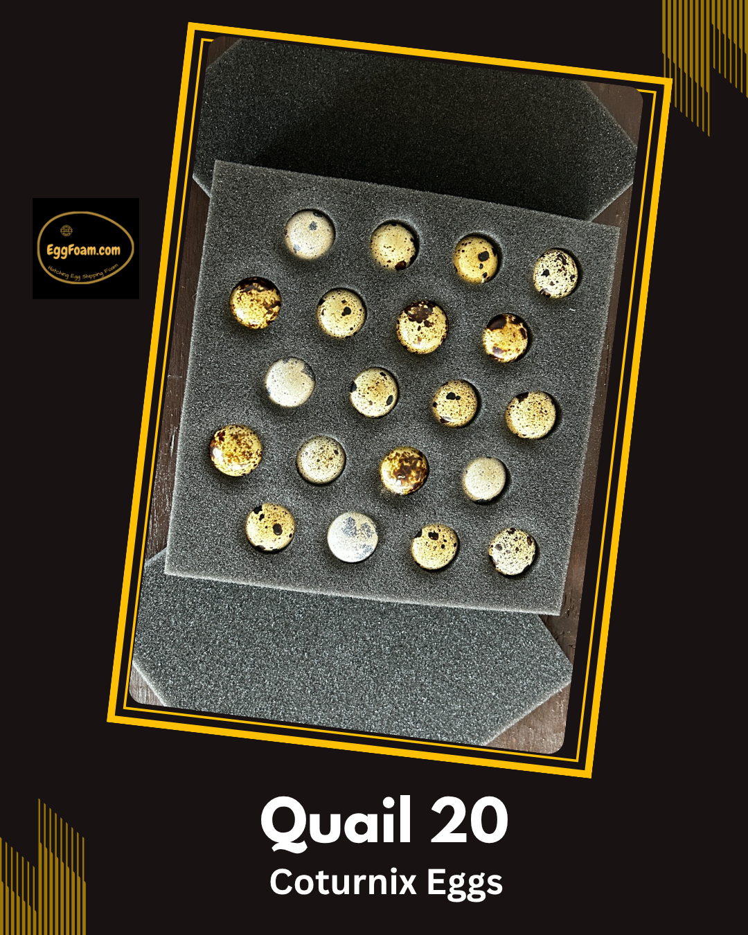 EggFoam™ 20 Hole Coturnix Quail Egg Shipper Set With Pads