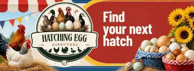 Find your next hatch at Hatching Egg Directory.