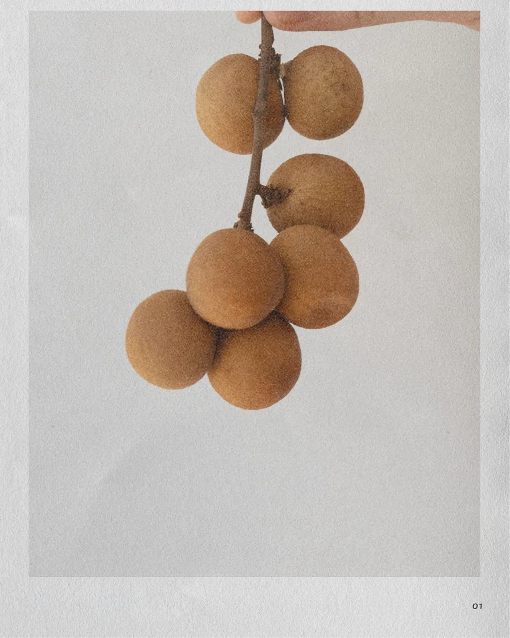 A bunch of brown, fuzzy grapes hanging from a vine, held by a person's hand against a plain white background.