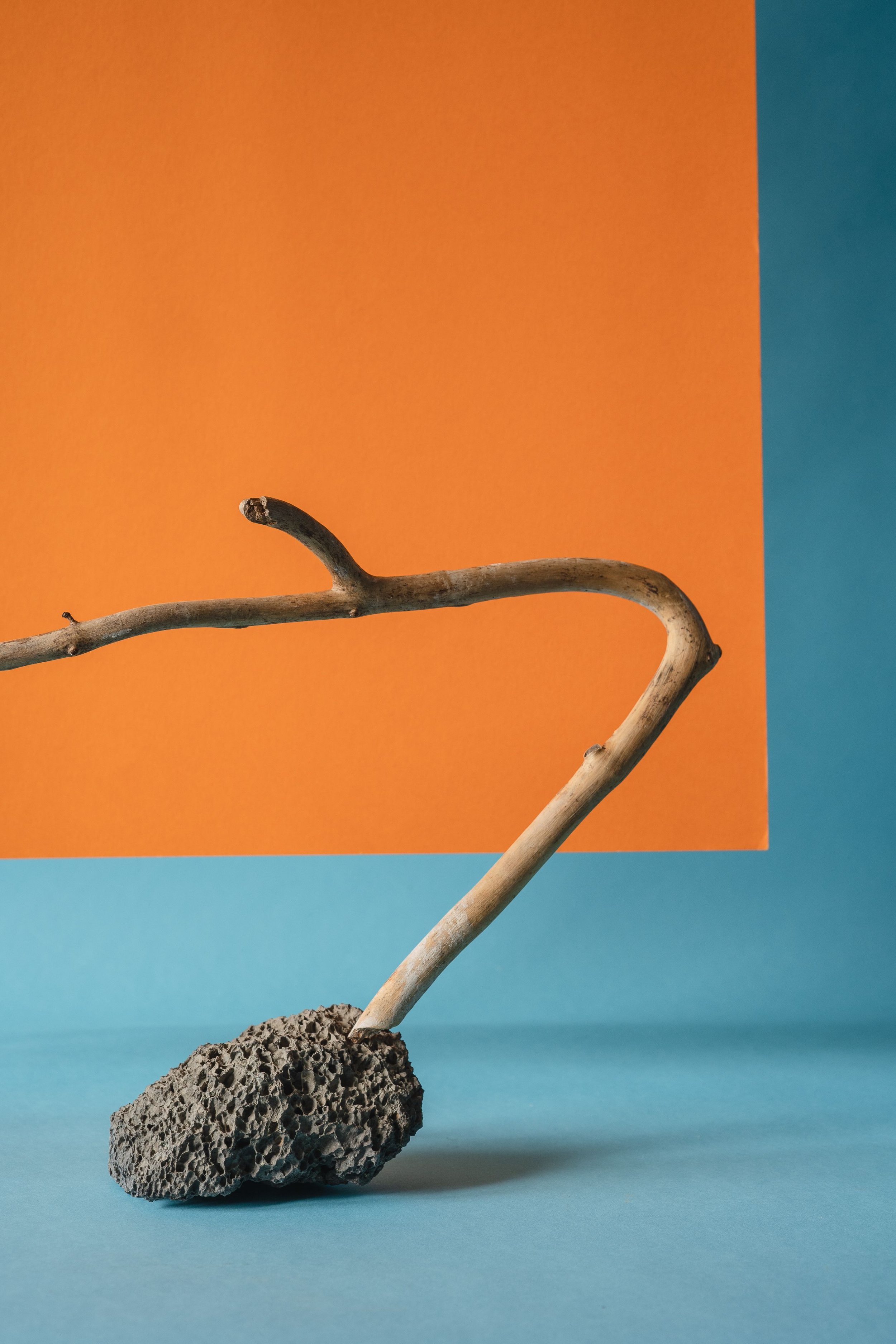 Foto artistica di una pianta simbolo della Valutazione Aurea di AureaSense, l'analisi iniziale progettata per mappare il potenziale evolutivo, identificare le criticità latenti e strutturare il percorso personalizzato di crescita e autostima.