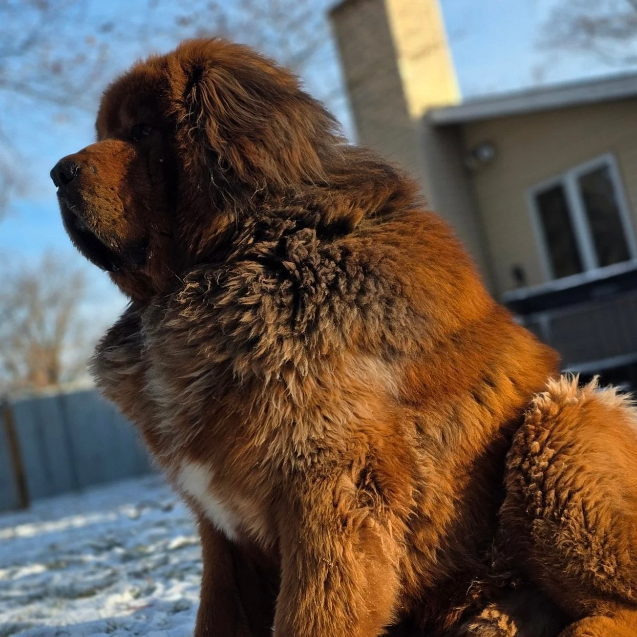 Bolo Side profile.jpg