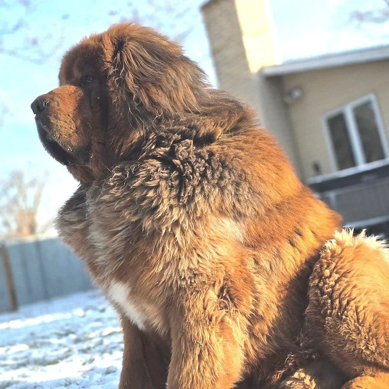 Chinese Tibetan Mastiff Puppies