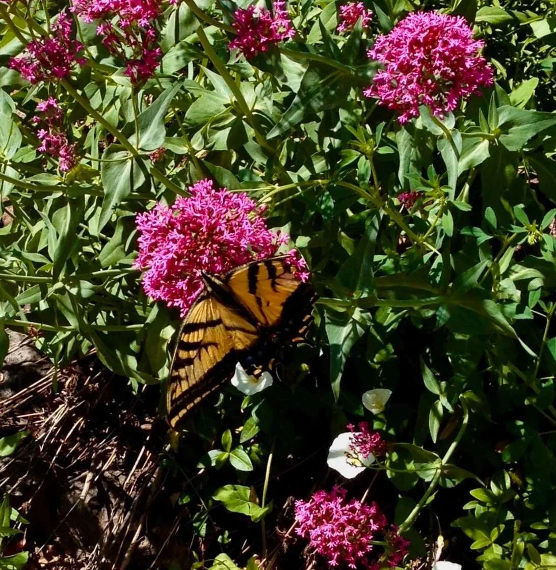Butterfly Bush, or Brainbender Logo?