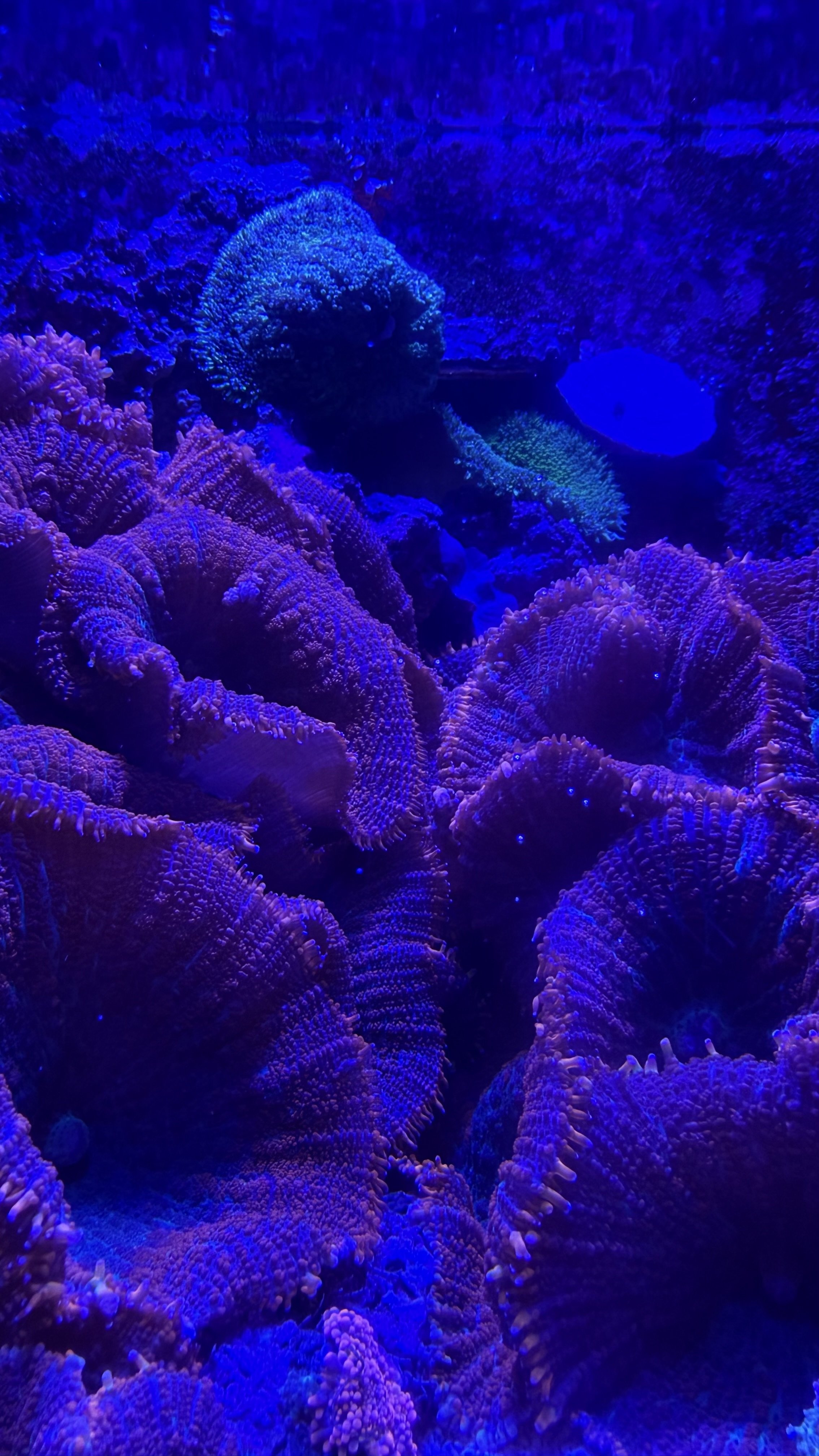 Underwater scene with coral and marine life illuminated by blue light in an aquarium.
