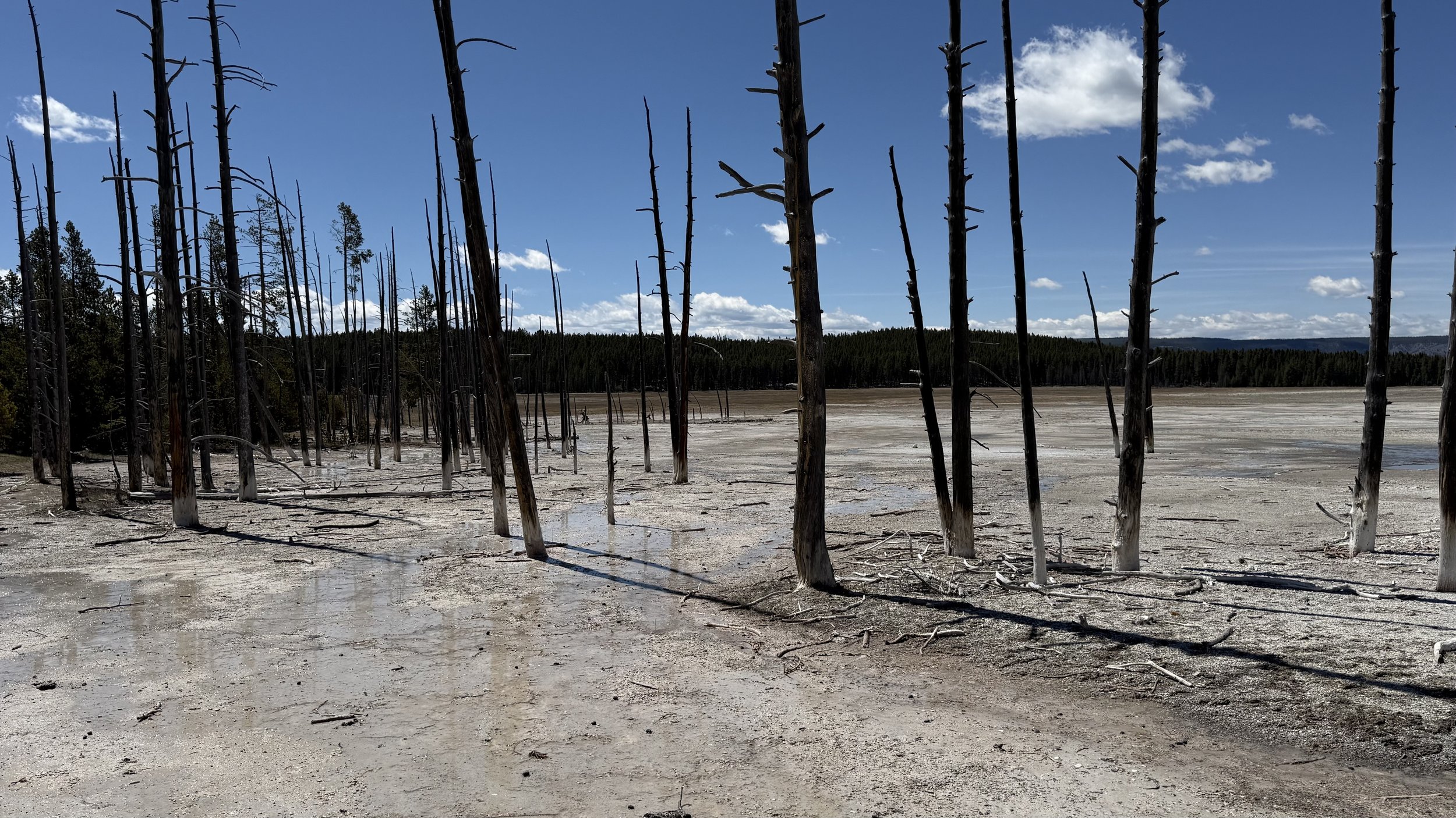 A barren landscape with tall, dead trees and a dry, cracked surface under a blue sky with scattered clouds.