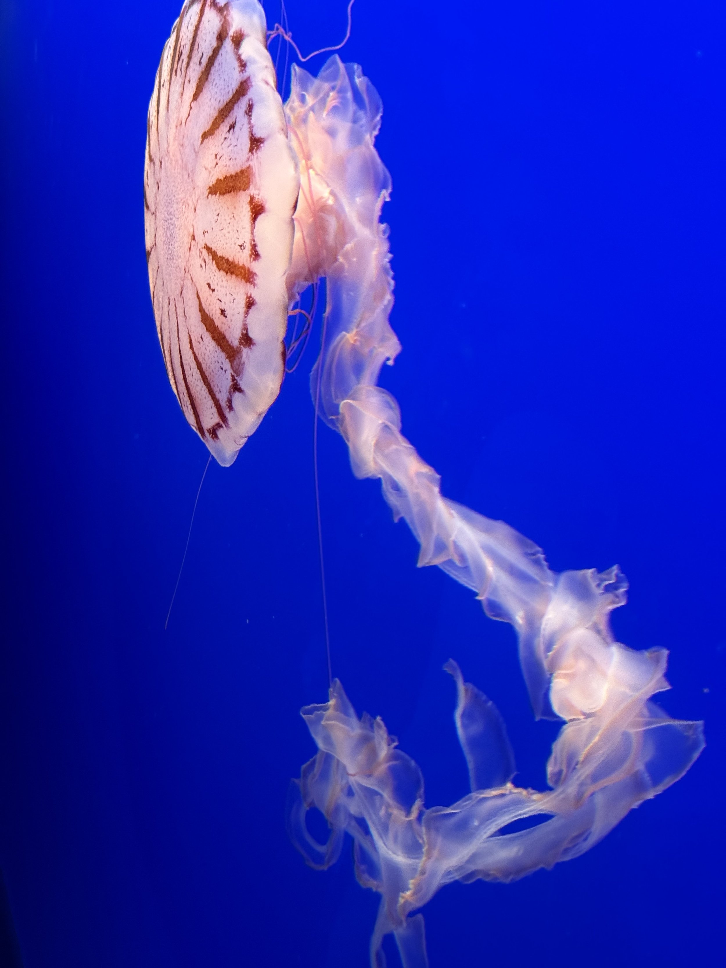 Jellyfish floating in blue water with bioluminescent glow.