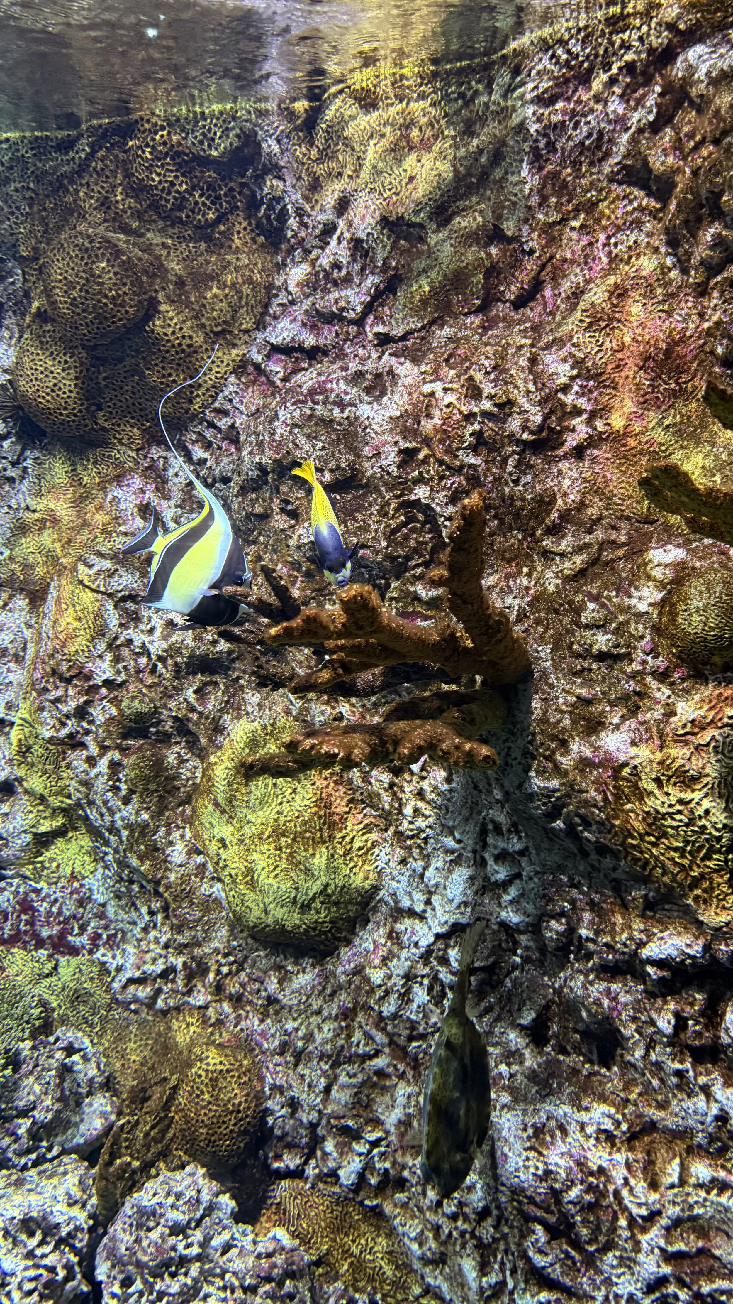 Underwater scene with coral reef and tropical fish including a black and white striped fish, a yellow and blue fish, and a brown fish at the bottom.