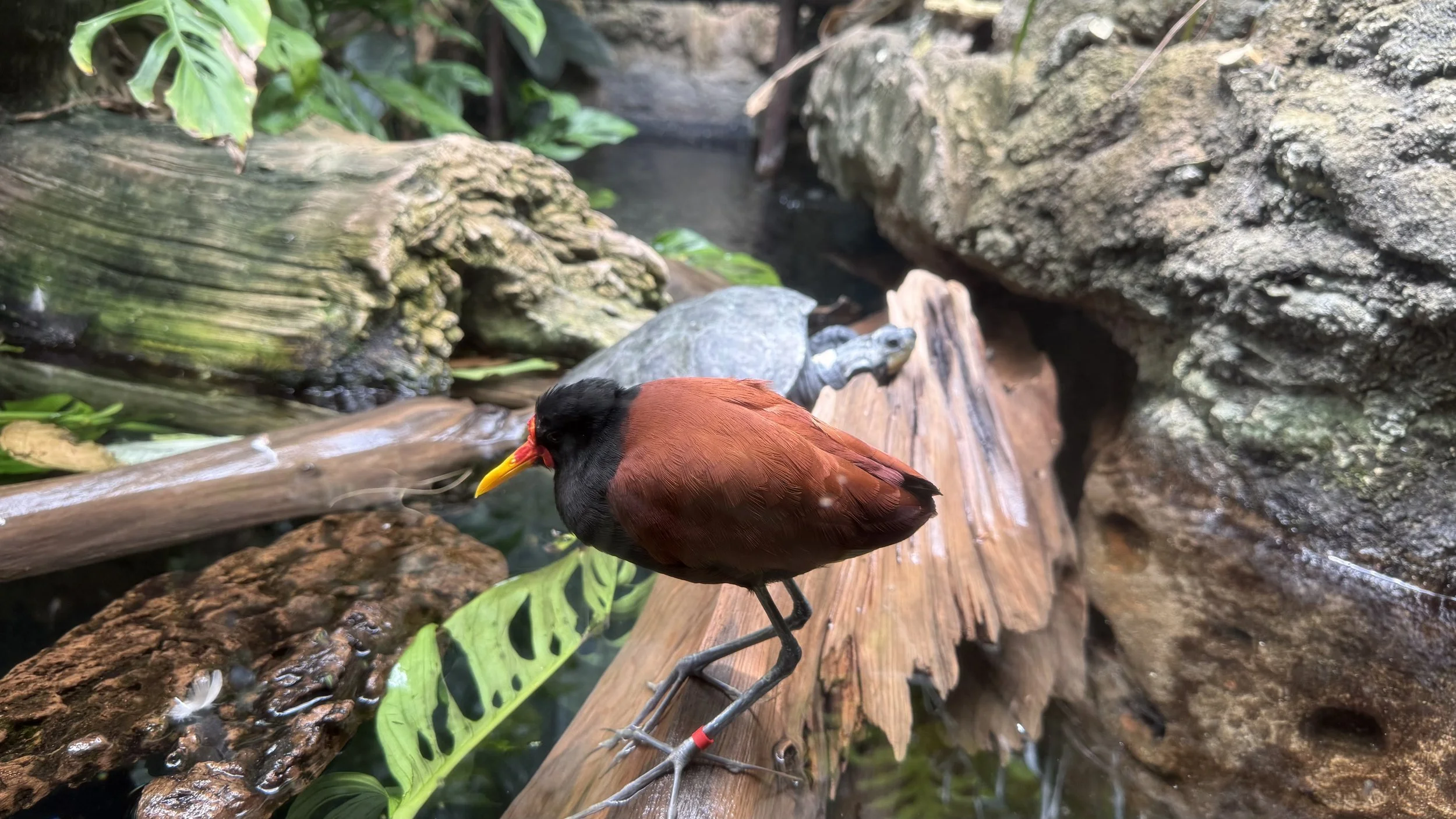 A bird with a red-brown body, black head, and yellow beak perched on a branch near water and surrounded by rocks and green leaves.