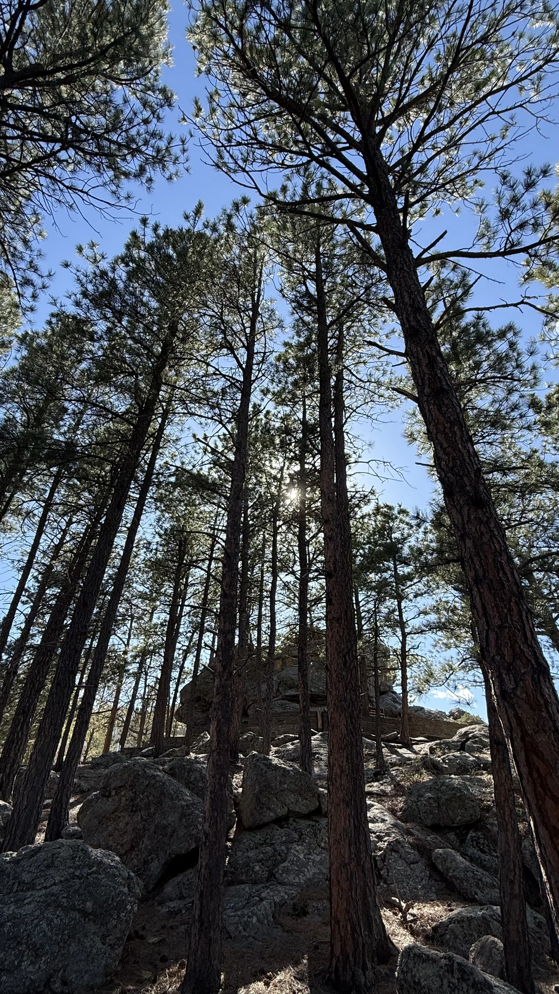 Tall pine trees with rocky ground and blue sky in the background.