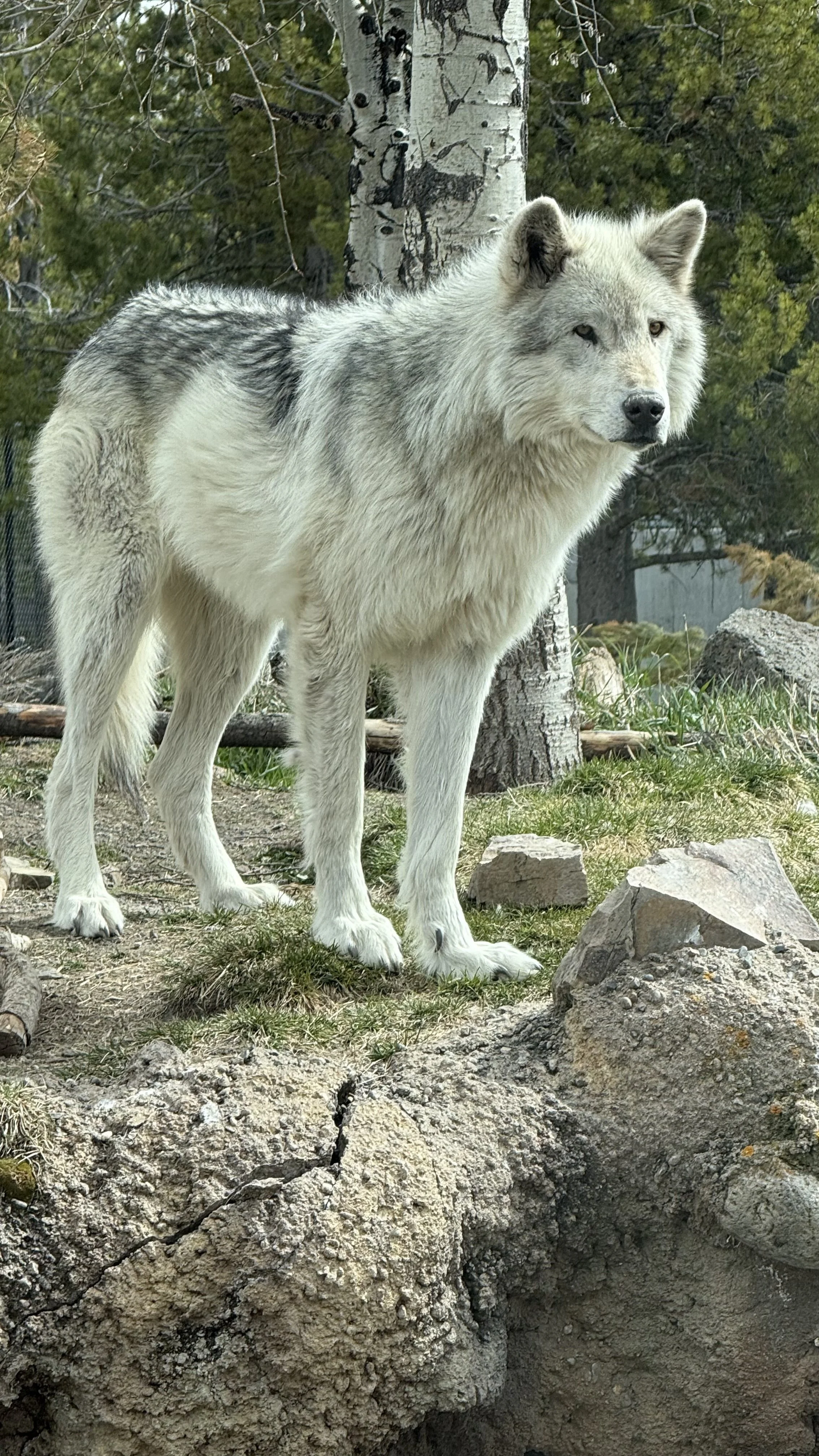 A gray and white wolf standing outdoors on grass and rocks near a tree with green foliage in the background.