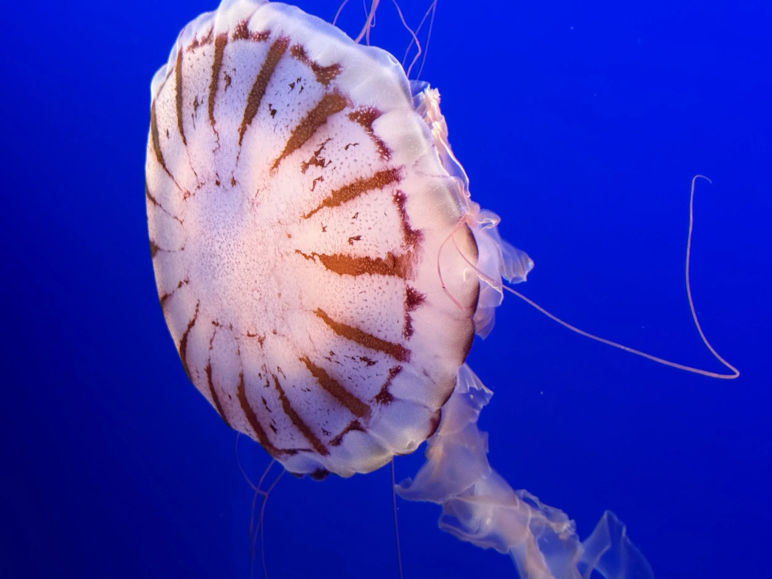 A jellyfish with a translucent, cream-colored bell with brownish-red lines and a ruffled edge, floating in a deep blue aquatic environment.
