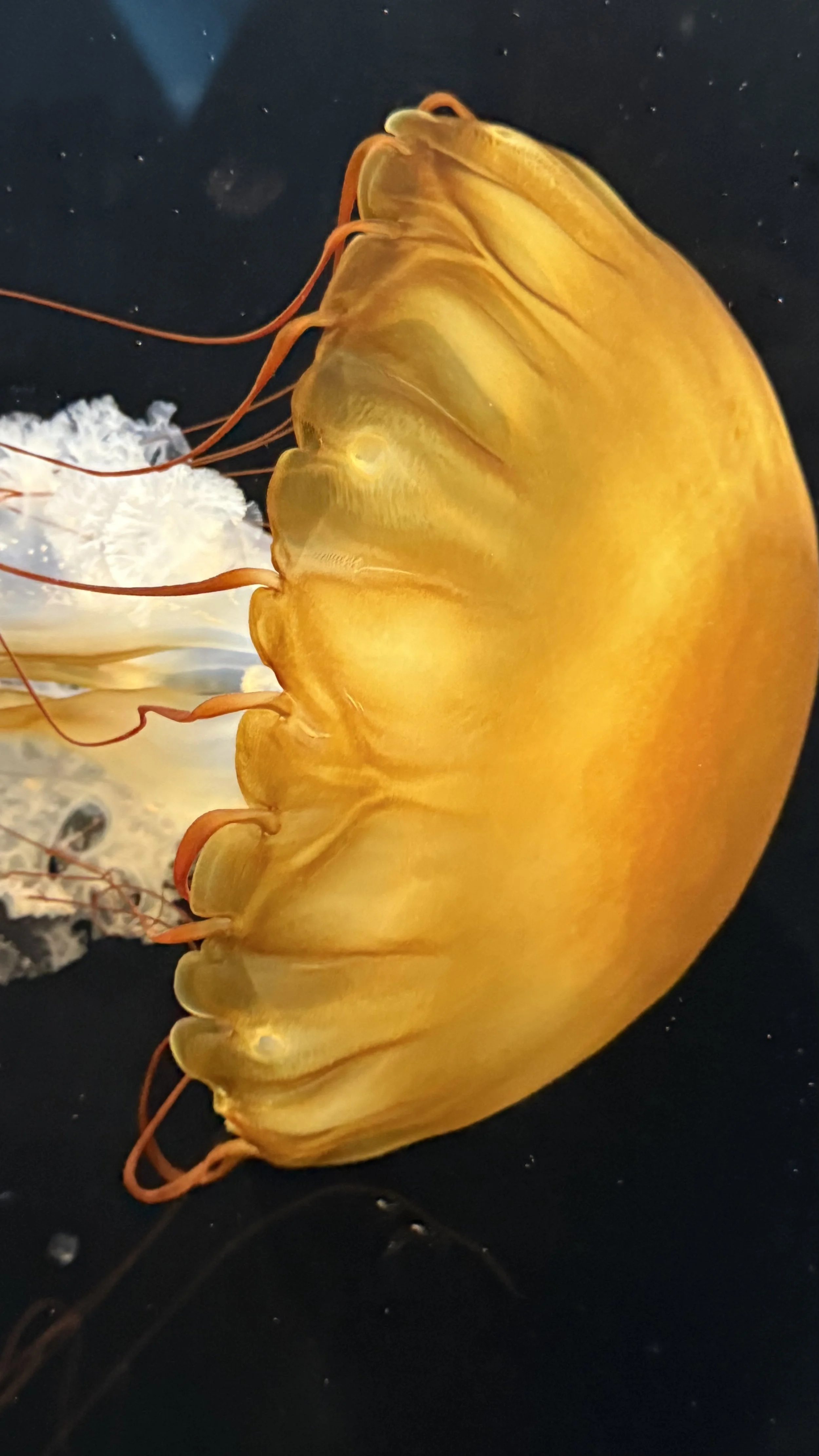 Close-up of a bright yellow jellyfish with long, thin tentacles, floating in dark water.