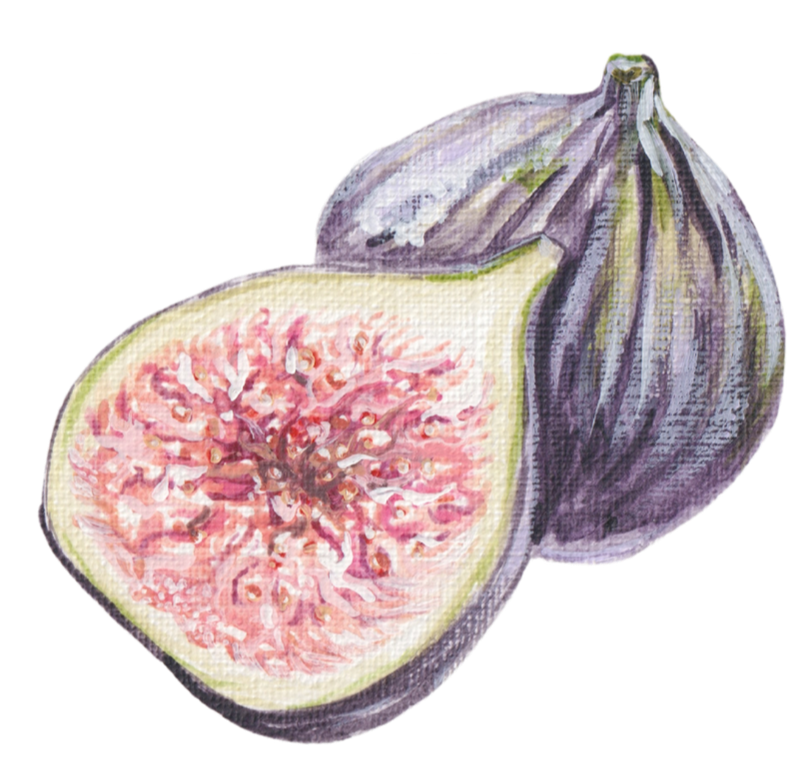 Hand-painted illustration of a fig fruit.
