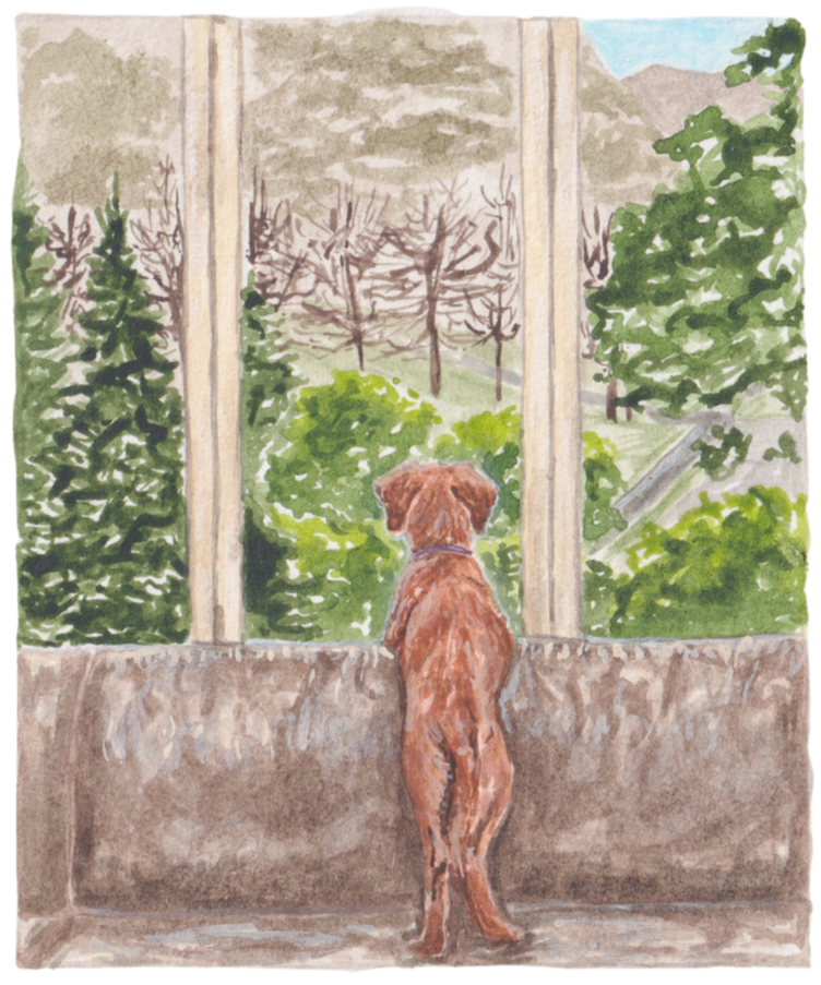 A brown dog sitting on a stone window ledge, looking out at a lush green garden and trees outside.