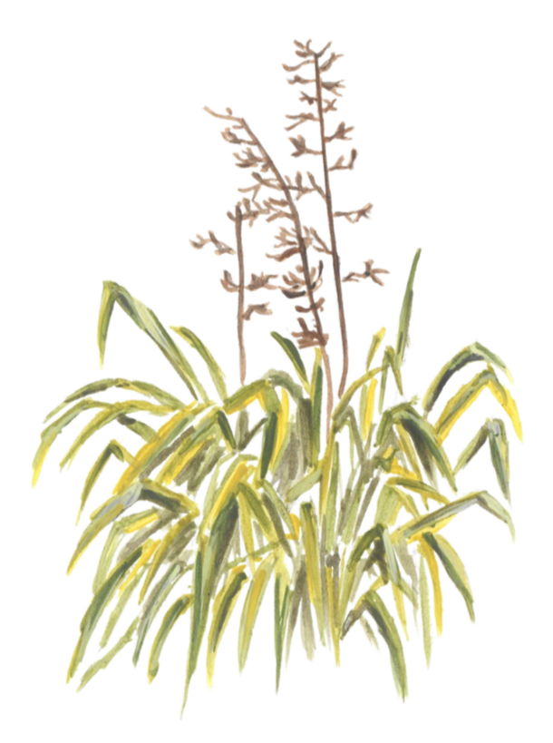 A native New Zealand flax bush. Lush, green and tough.