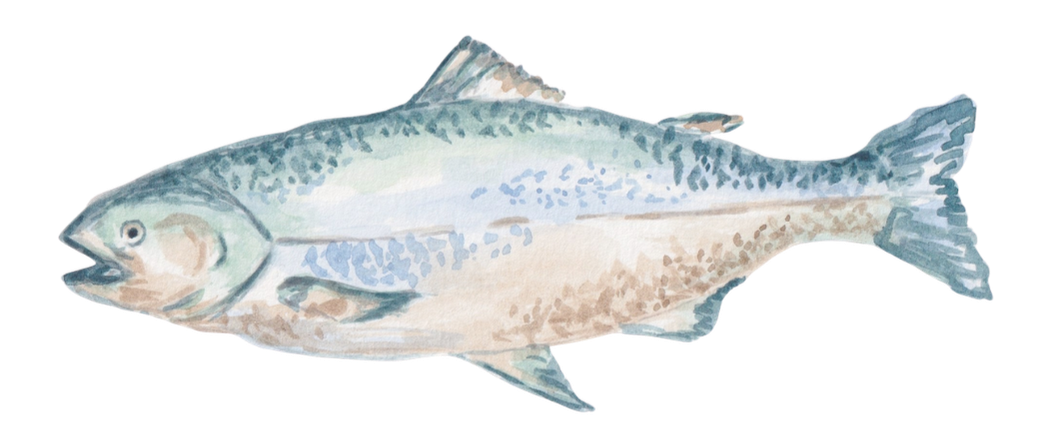 Hand-painted illustration of a salmon fish with a light blue and beige body.