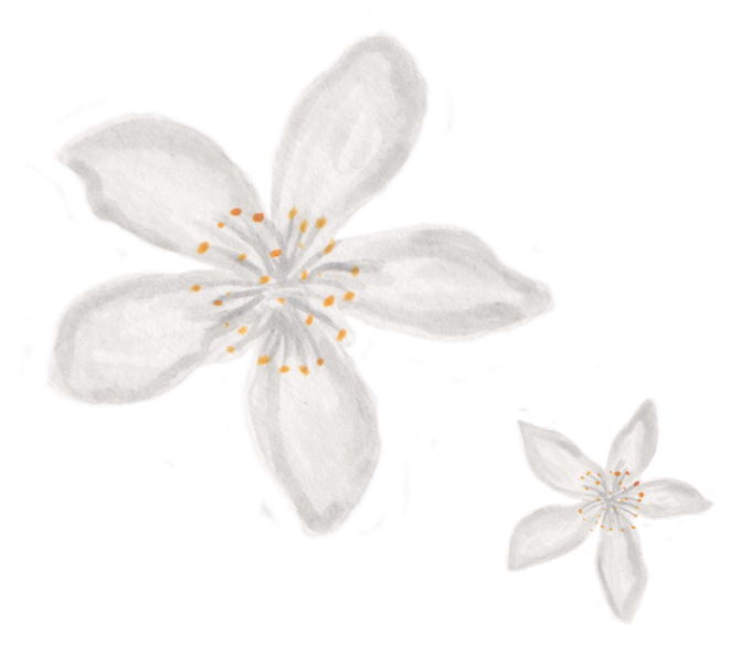 White flower with five petals and orange stamens, with a smaller similar flower beside it.