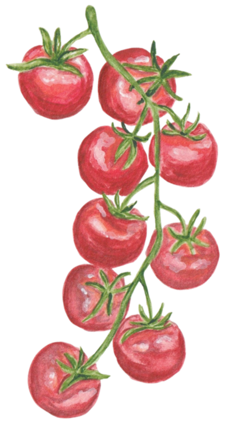 Hand-painted illustration of a cluster of ripe cherry tomatoes on the vine.