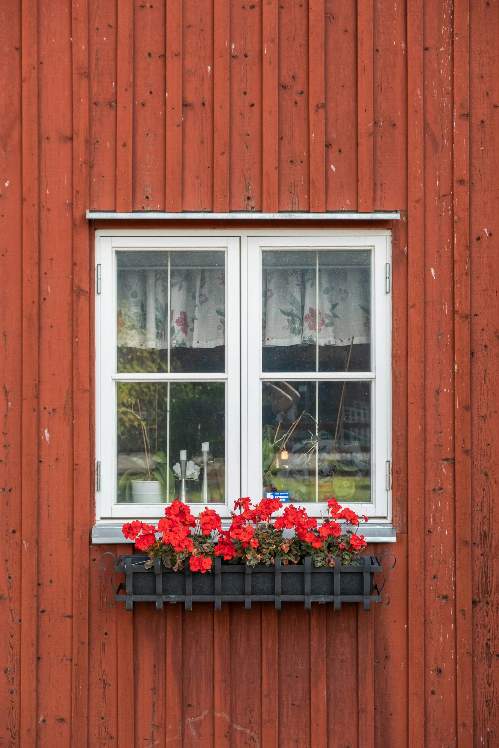 A window with a white frame set in a red wooden panel wall. There is a flower box with red flowers below the window, and inside, the window has white curtains with floral patterns. Through the window, some plants and a reflective outdoor scene are visible.