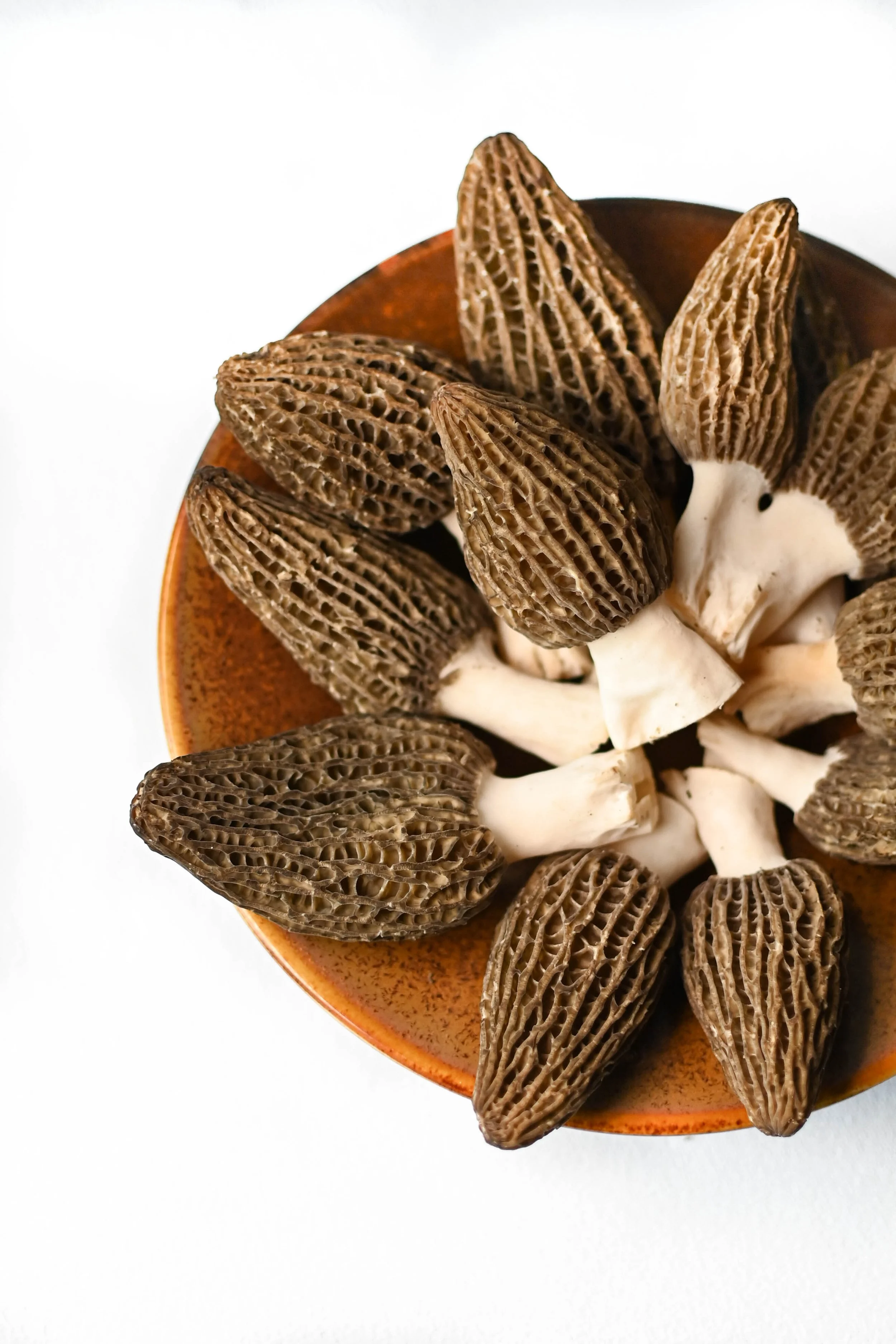 Champignons Morilles exposés sur un bol en terre cuite orange