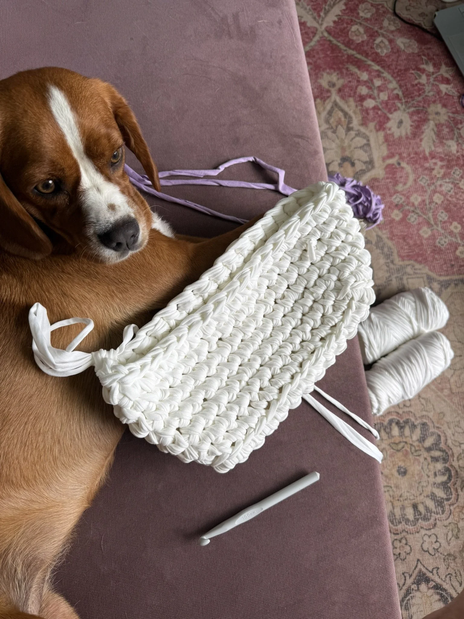 A dog lying on a pink couch with a white textured blanket and a purple ribbon. There is a white pen and a rug with a floral pattern nearby.