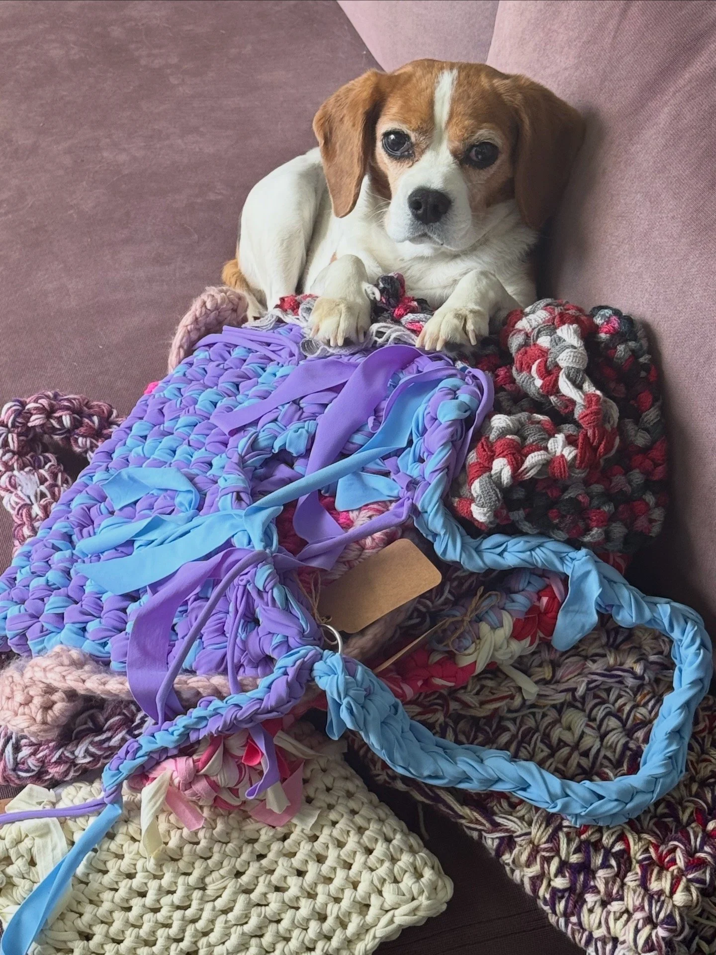 A cute dog with a white face and brown ears sitting on a pink couch surrounded by colorful, chunky knitted and crocheted blankets.