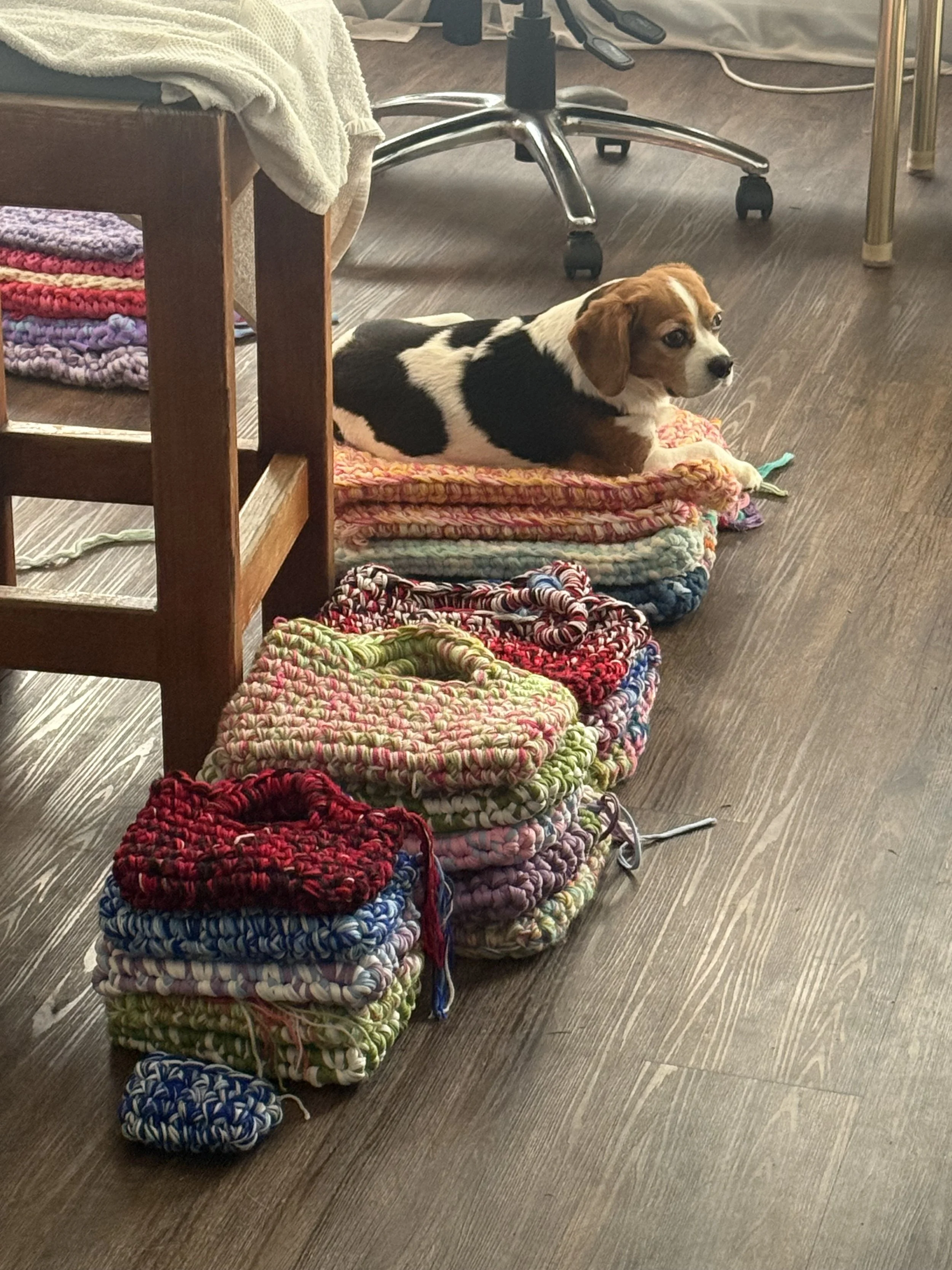 A small brown and white dog lying on a stack of colorful knitted blankets on a hardwood floor, with furniture and office chair in the background.