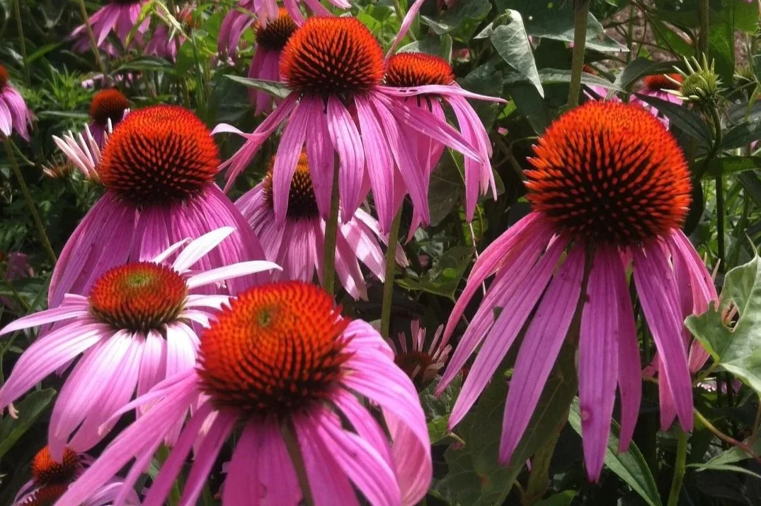 Meet the Medicine Herbal Retreat