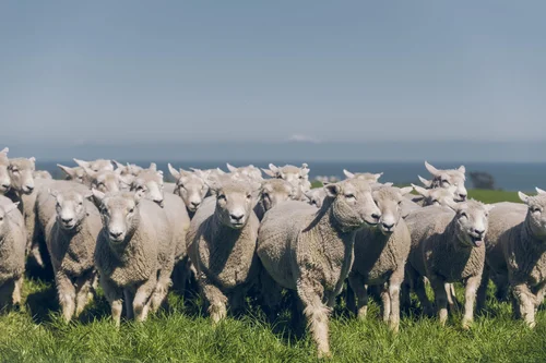 New Zealand sheep farm