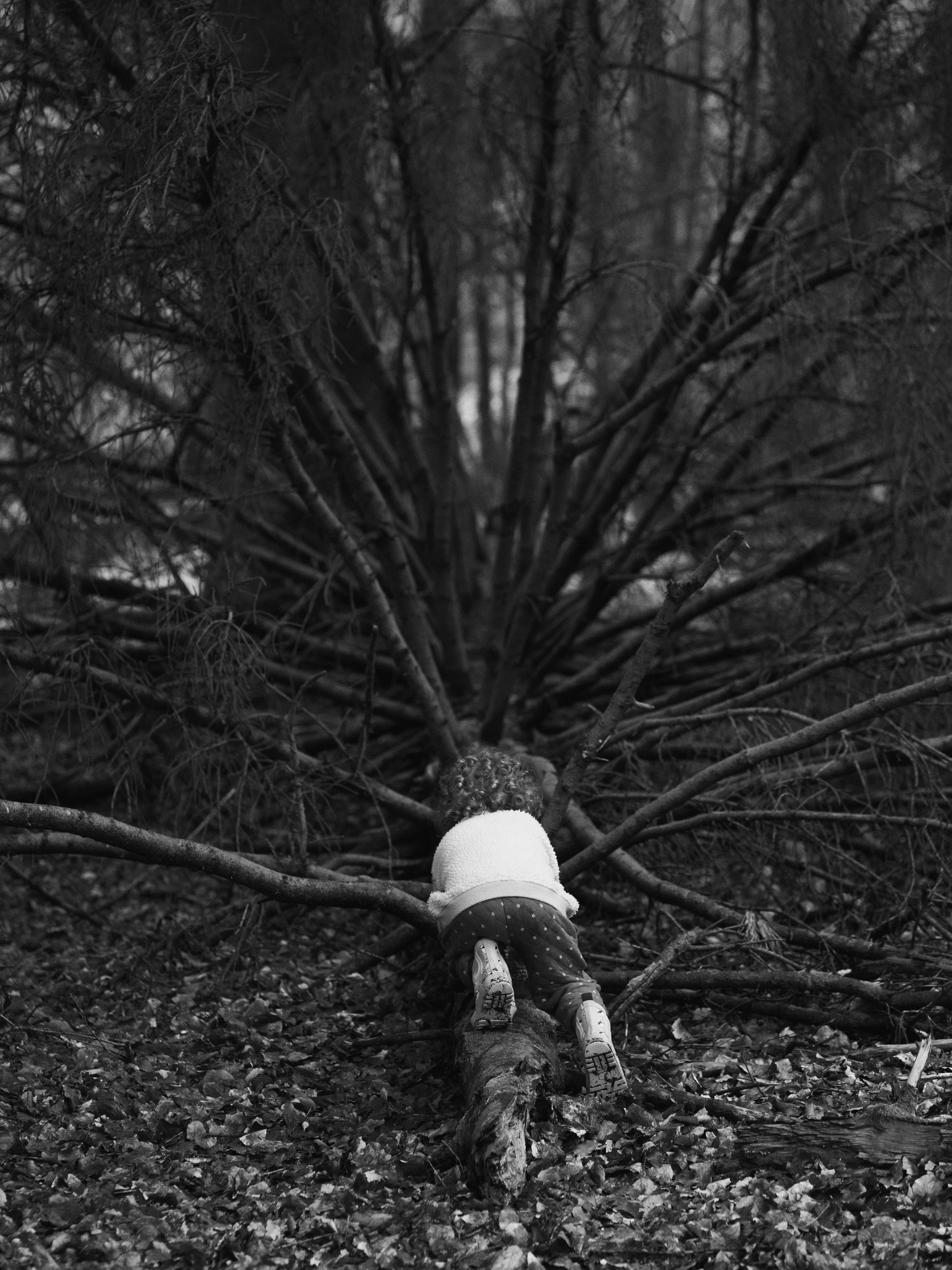 Child climbing over fallen tree branches in a wooded area, seen from behind, in black and white.