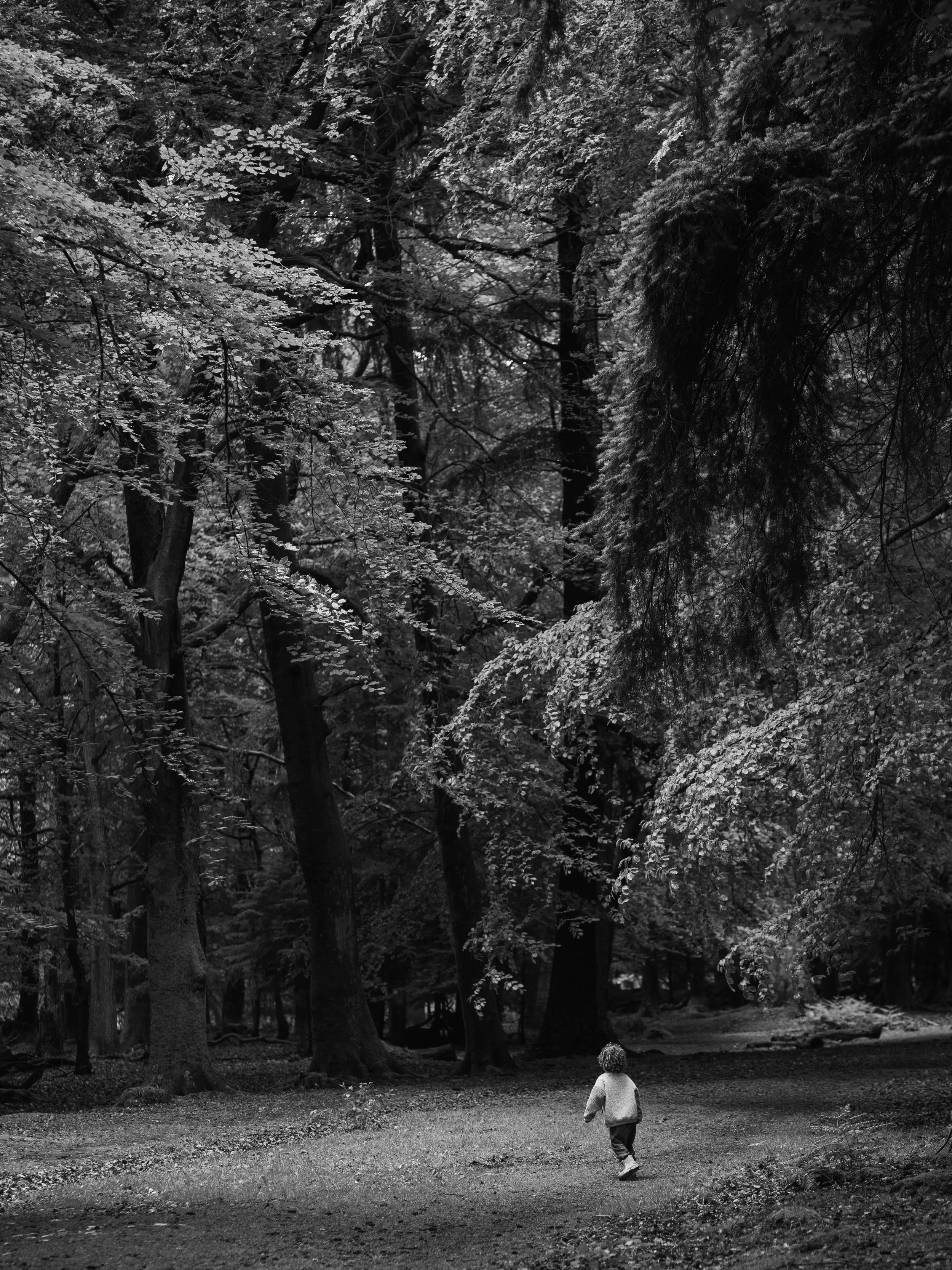 A young child walking away from the camera on a dirt path through a dense forest with tall trees and thick foliage, black and white photo.