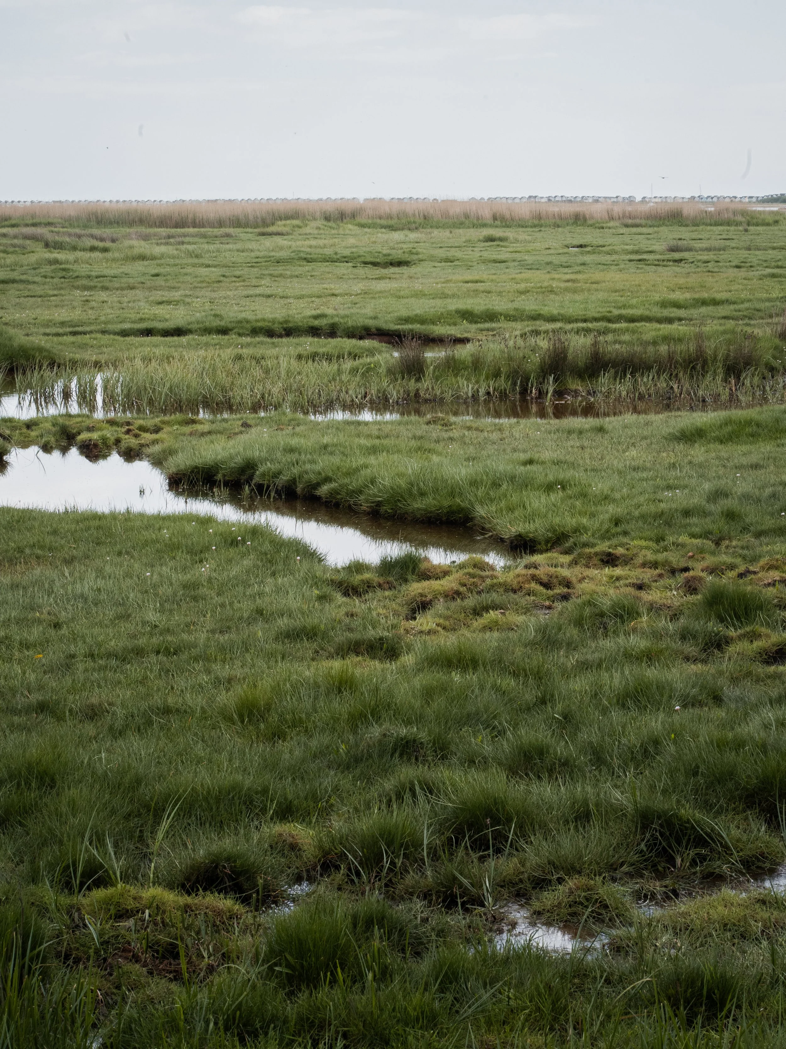 A grassy wetland area with patches of water and tall grasses under a cloudy sky. Editorial photoshoot at Stanpit Marsh Nature Reserve in Dorset.