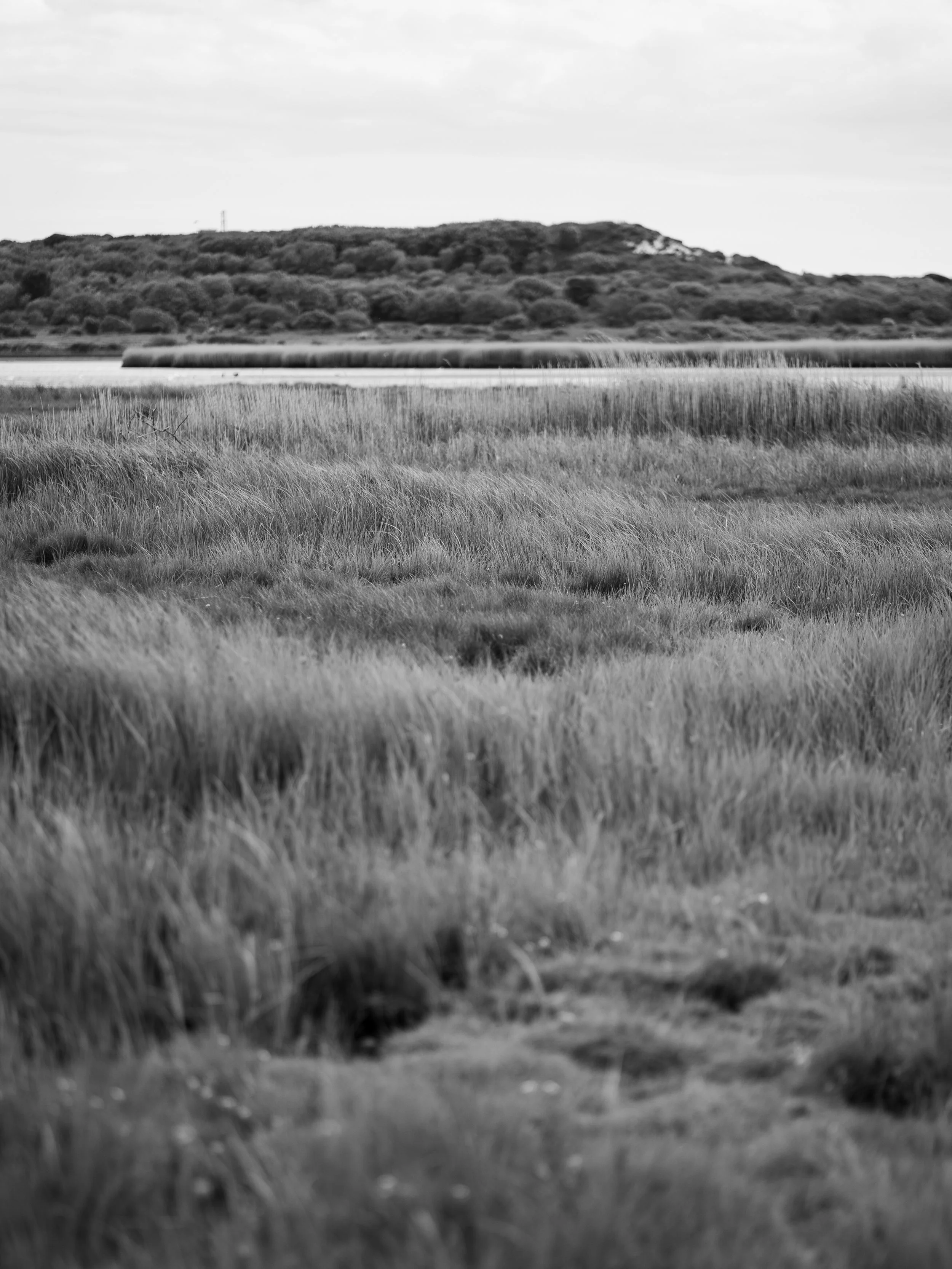 Black and white photograph of a marshland with tall grass in the foreground, water in the middle, and a hill with bushes and trees in the background.