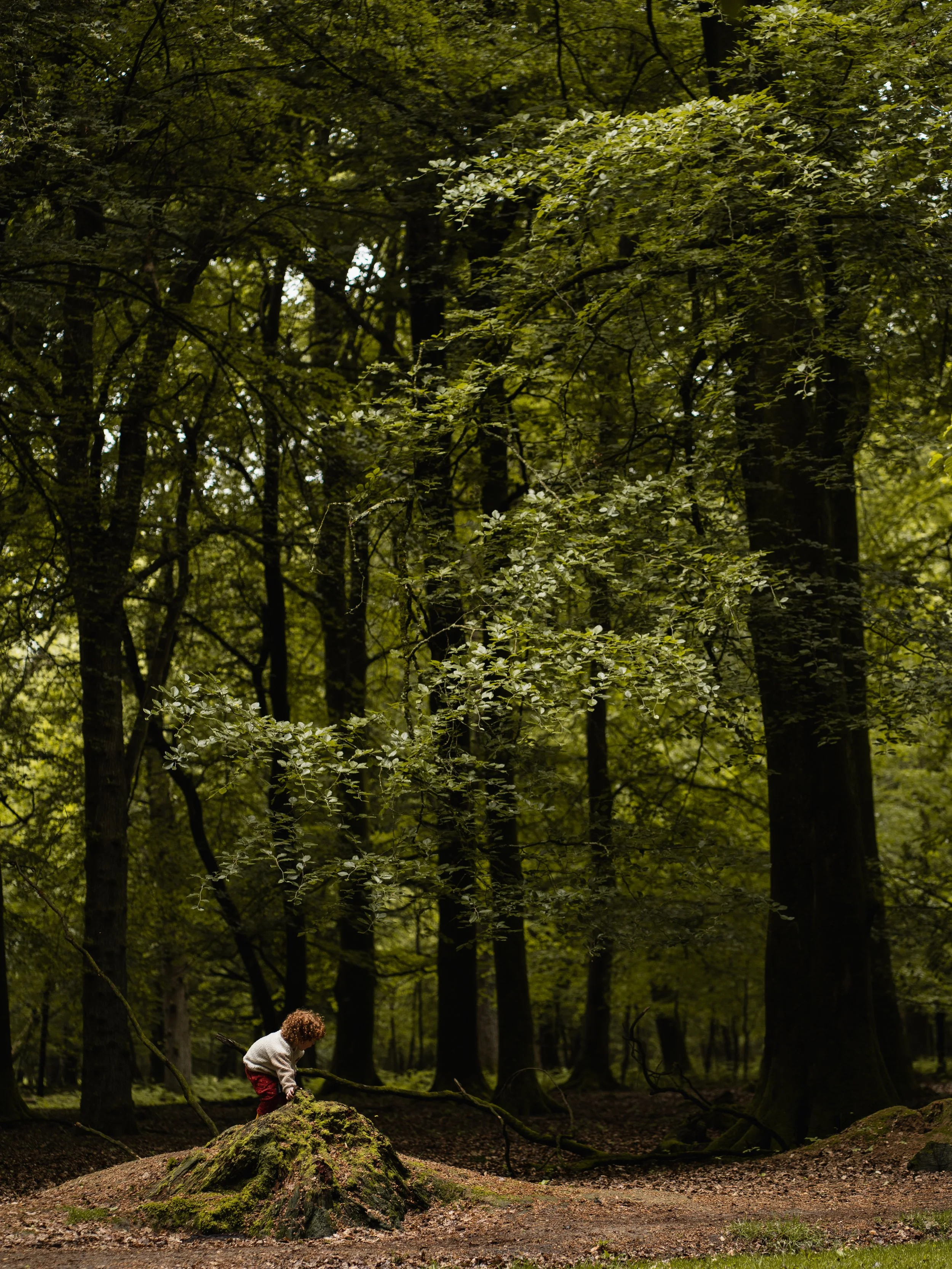 A person with curly hair wearing a beige sweater and red pants climbing over moss-covered rocks in a dense green forest with tall trees and sunlight filtering through the leaves in Wilverly in Brockenhurst in the New Forest for a family photoshoot.