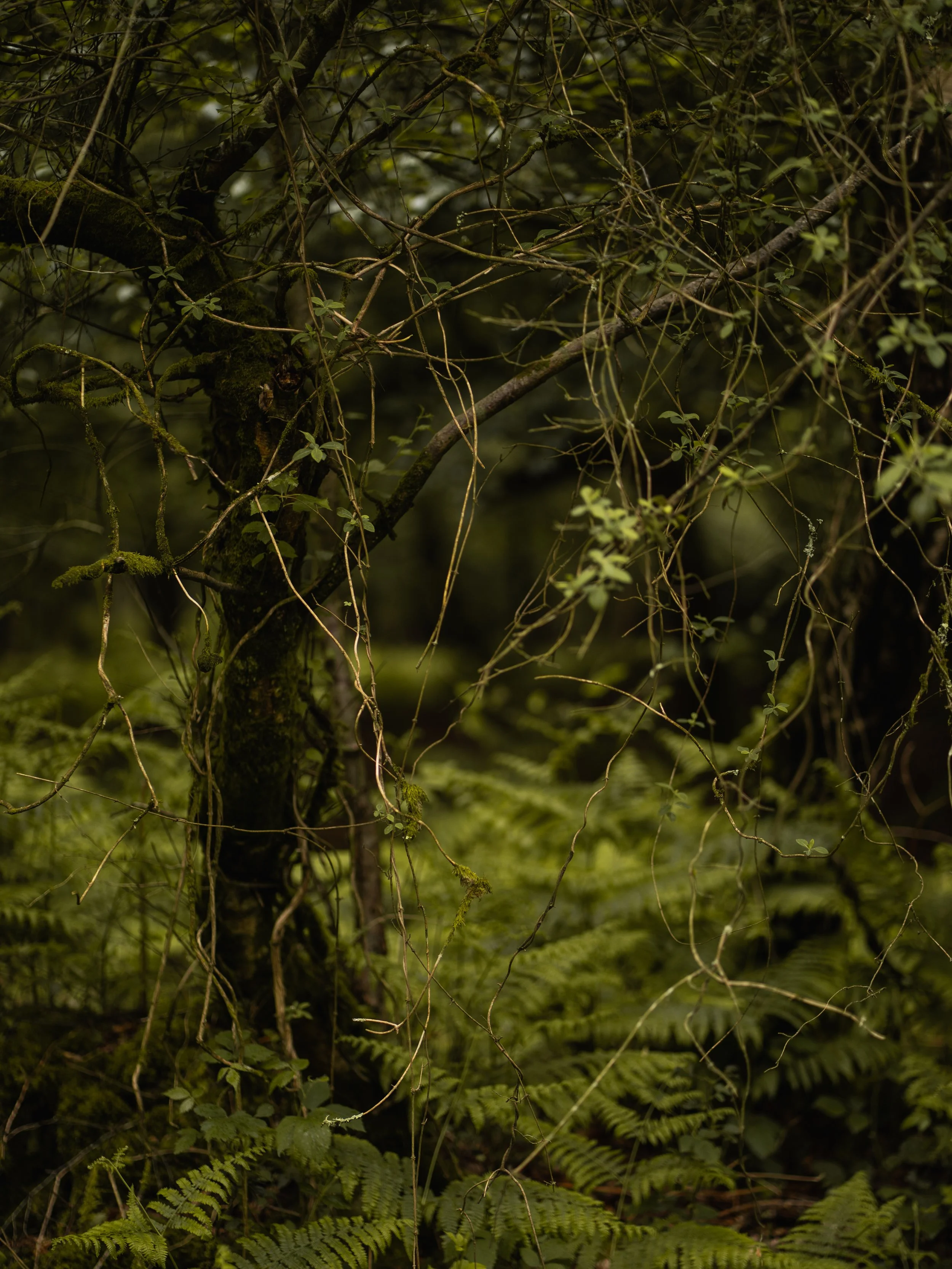 Dense forest with moss-covered branches and green ferns at the forest floor
