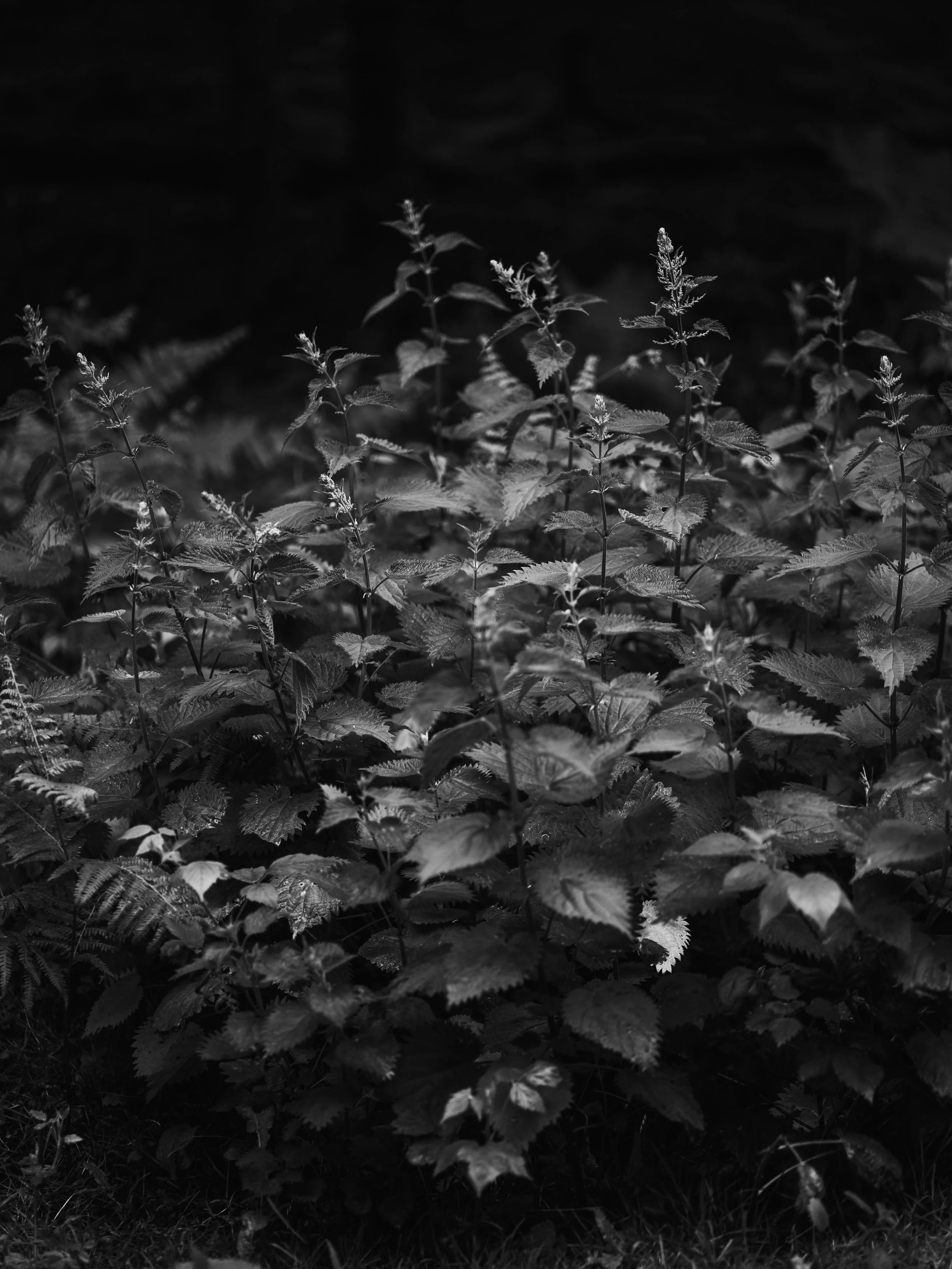 Close-up of leafy plants with detailed leaves and stems, black and white photo. Editorial New Forest Photography