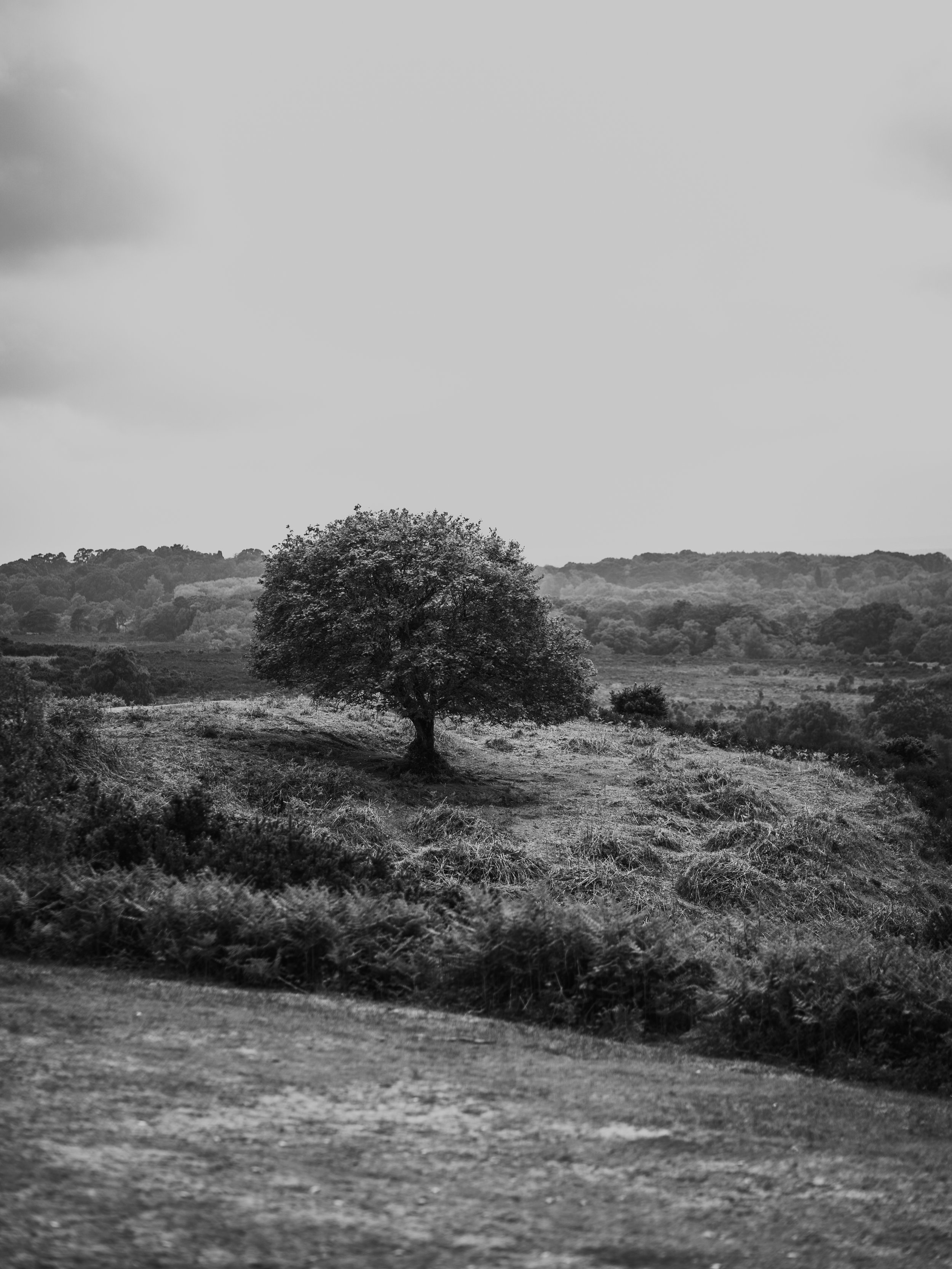A black and white landscape featuring a lone tree on a small hill, with rolling hills and trees in the background, under a cloudy sky. Editorial New Forest Photography