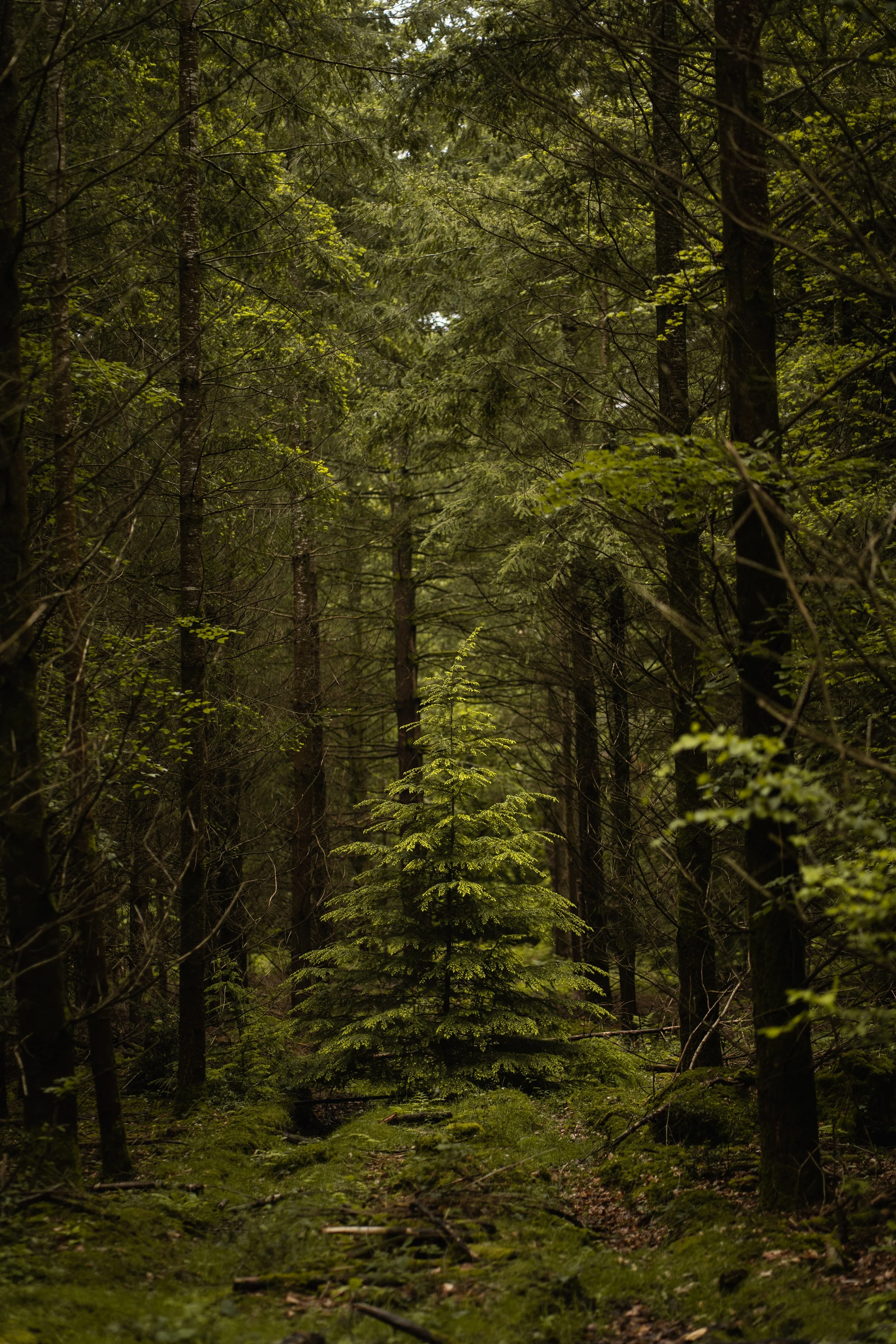 A dense forest with tall trees, green moss covering the ground, and a narrow path through the forest, with sunlight filtering through the branches.