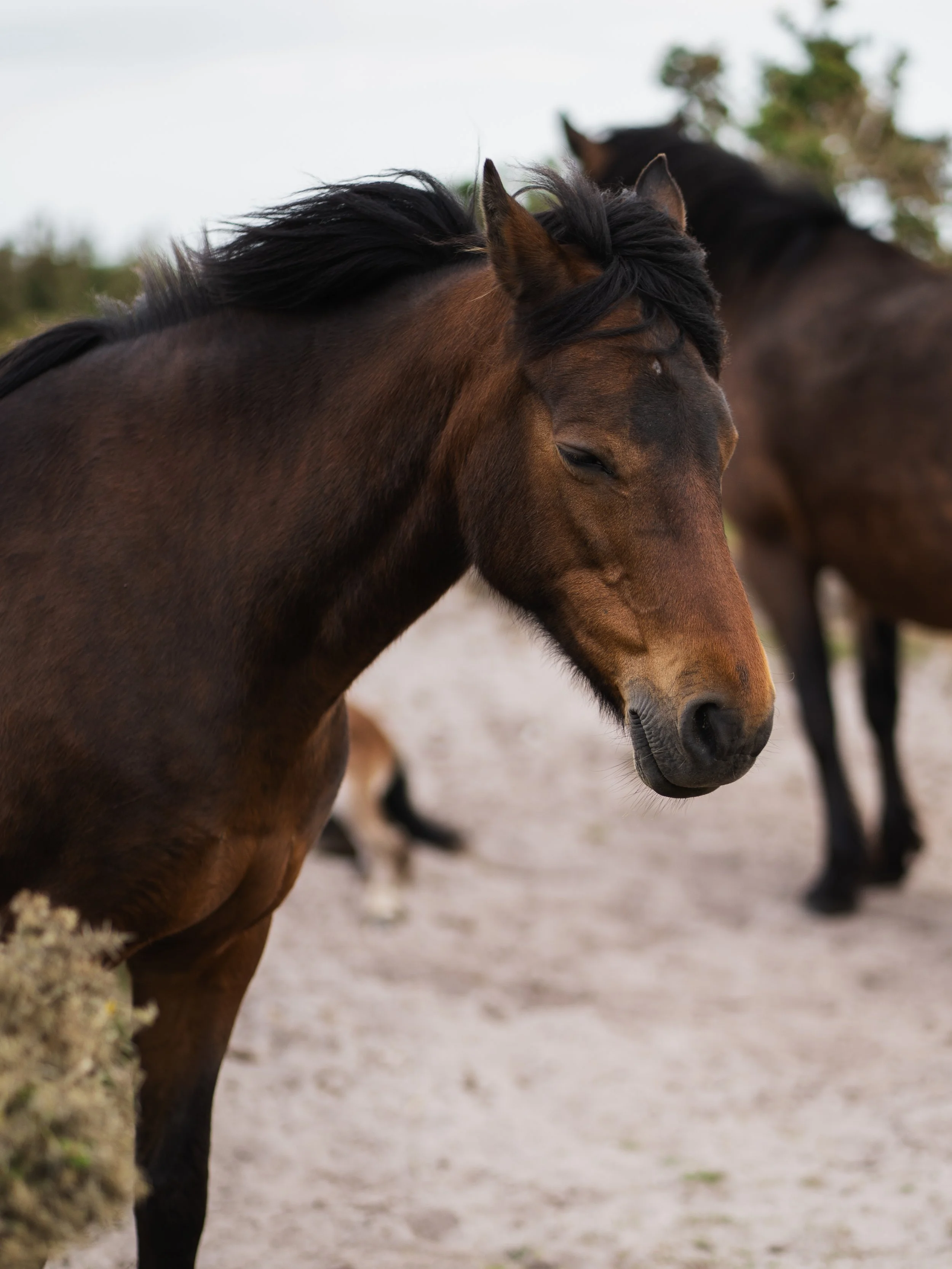 Three horses standing outdoors, with the foreground horse having a brown coat and black mane, and the background horse also dark-colored, on a sandy or dirt ground with some greenery and trees in the distance.
