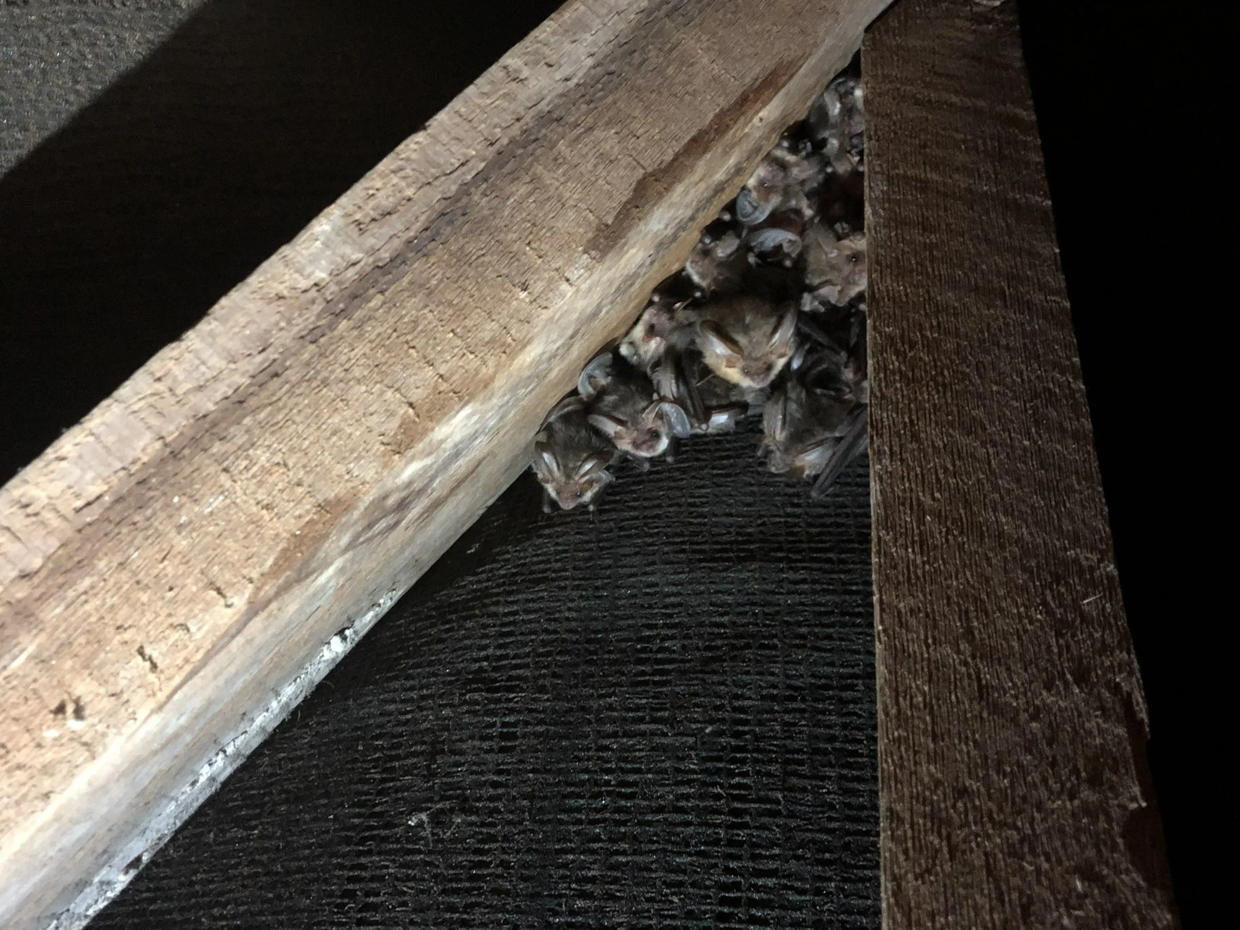 Close-up of a colony of brown long-eared bats hanging upside down underneath a wooden structure.