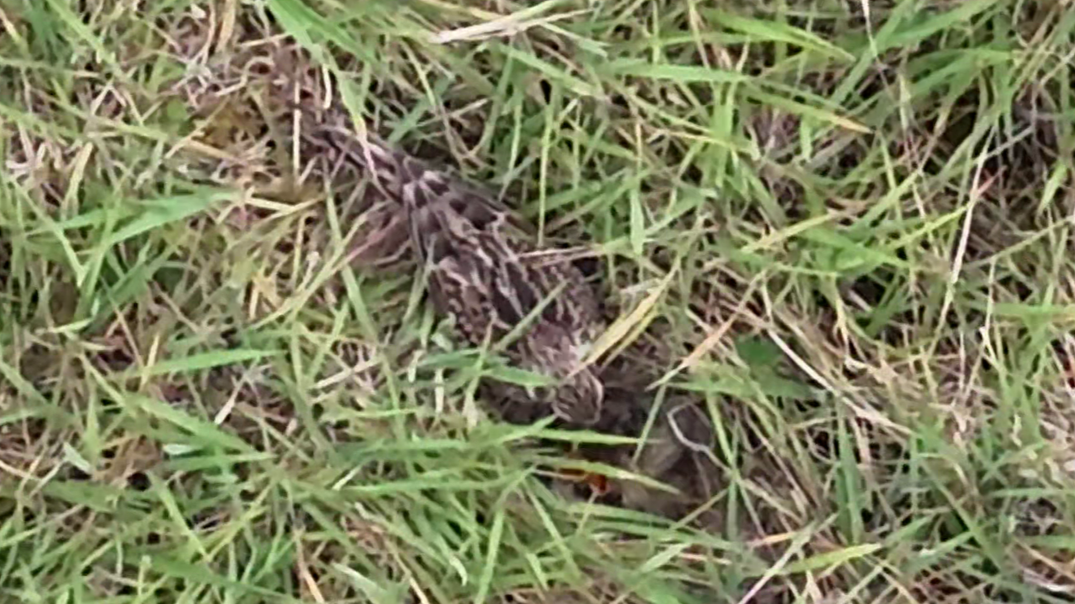 A skylark feeding chicks in the nest